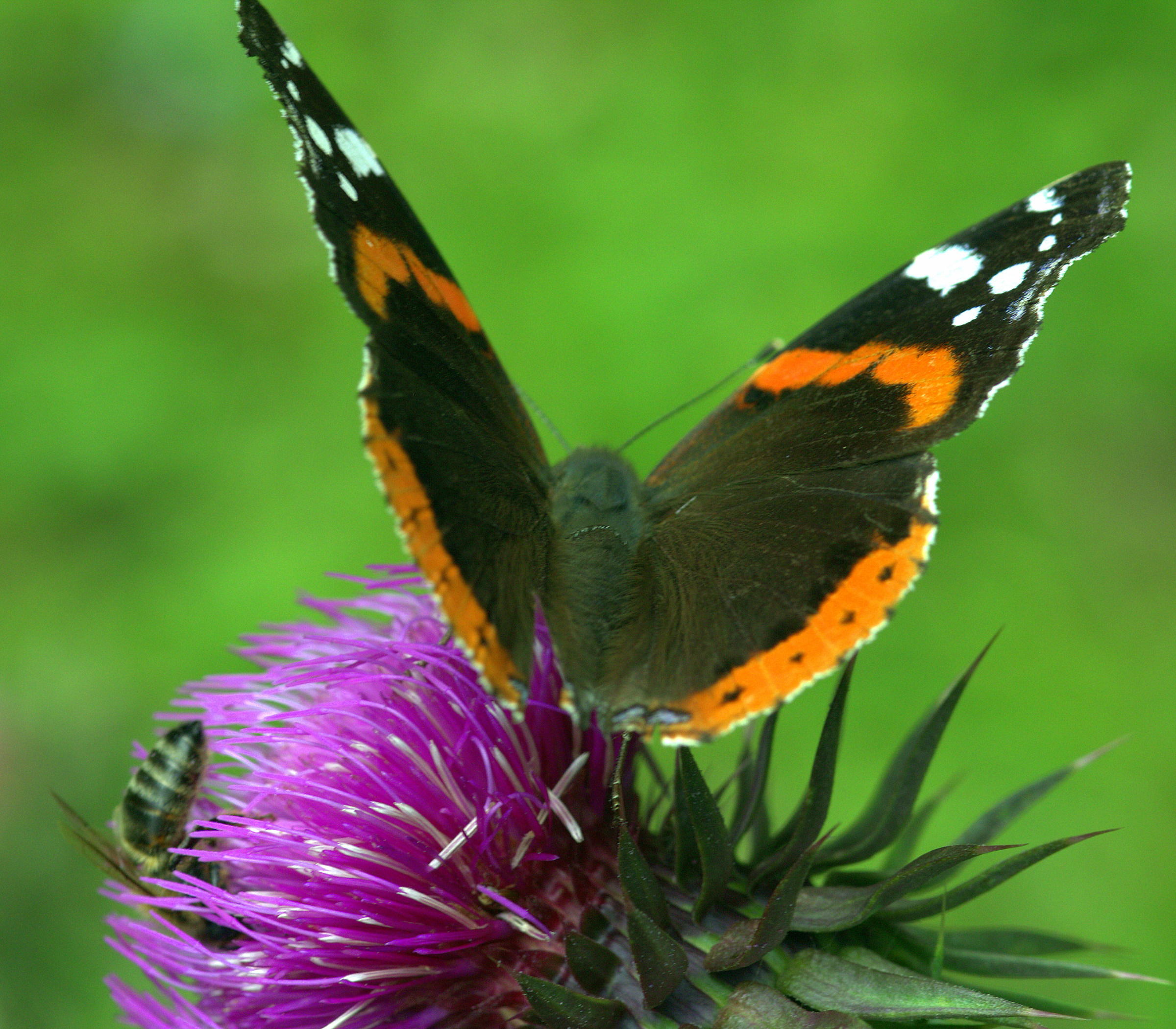 fiore in condivisione