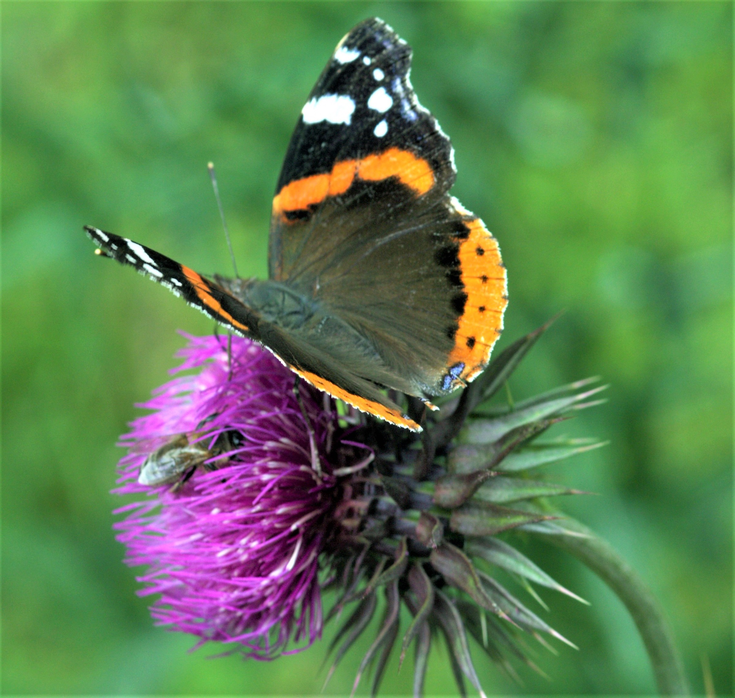 fiore farfalla e ape