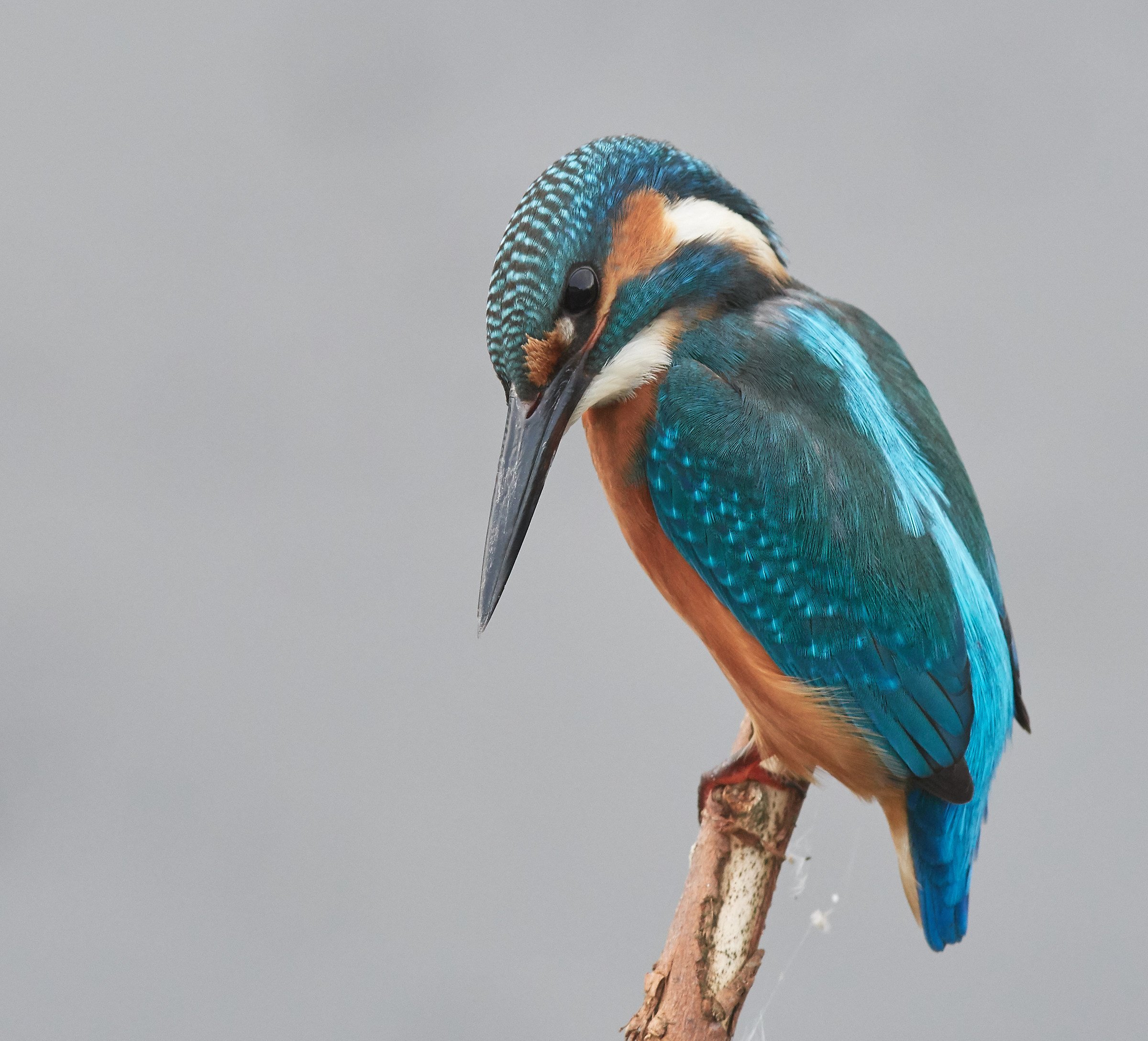 Concentrazione del Kingfisher