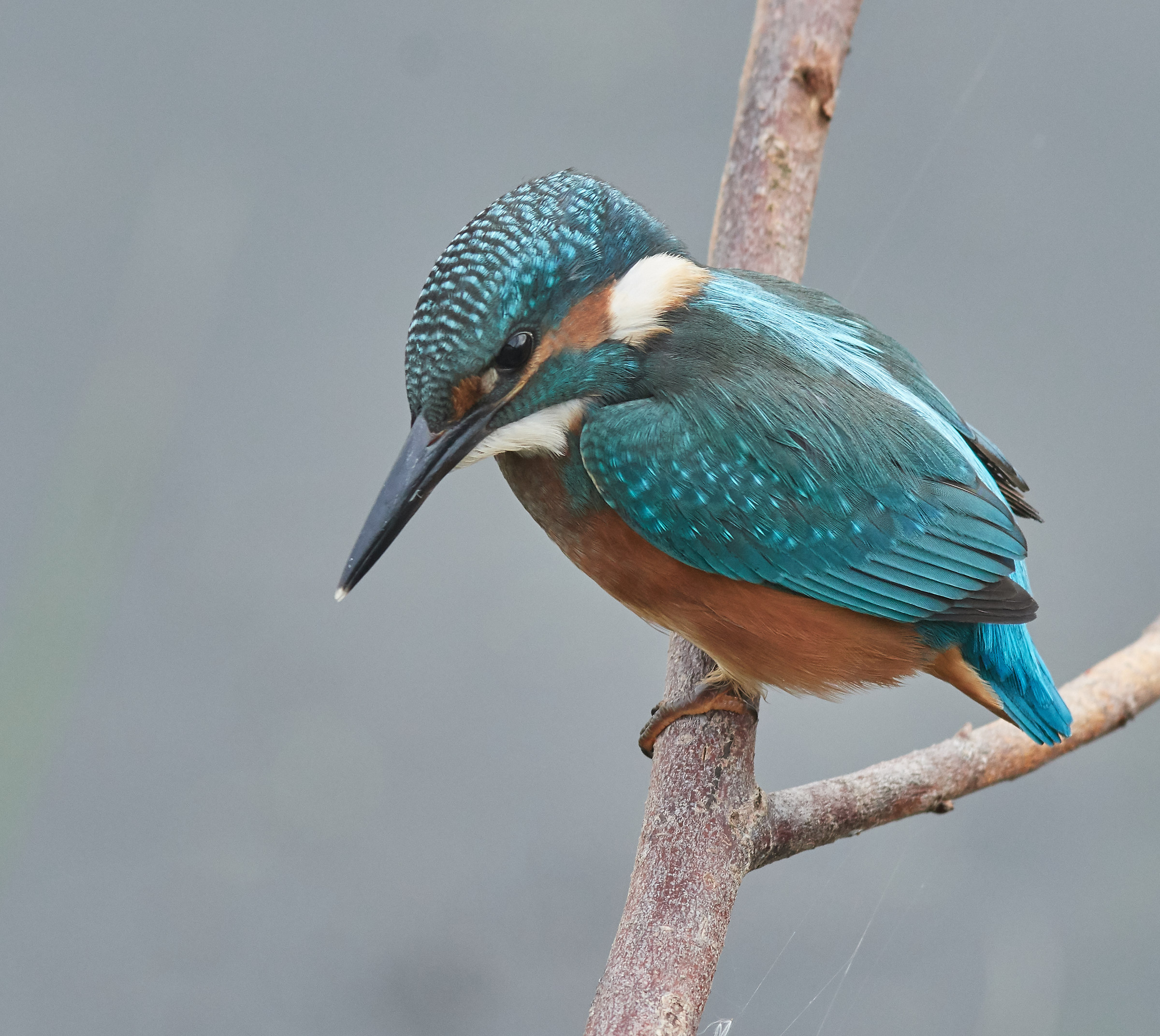Kingfisher che concentra II