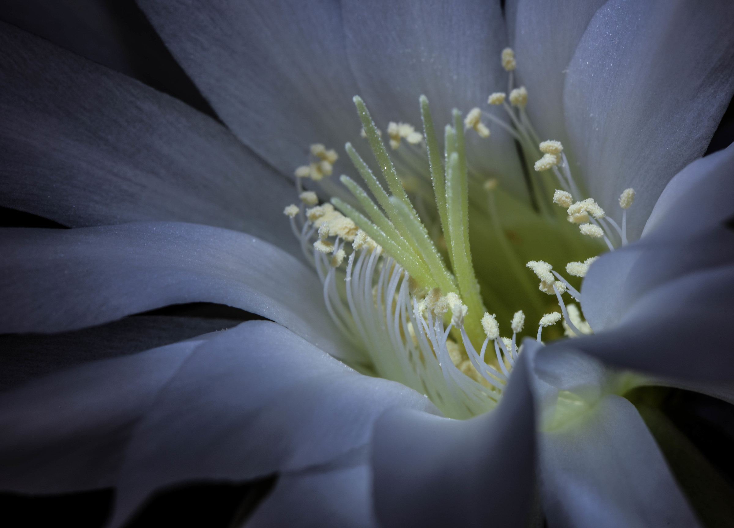 Close-up, Echinopsis - pistilli fiore di cactus.