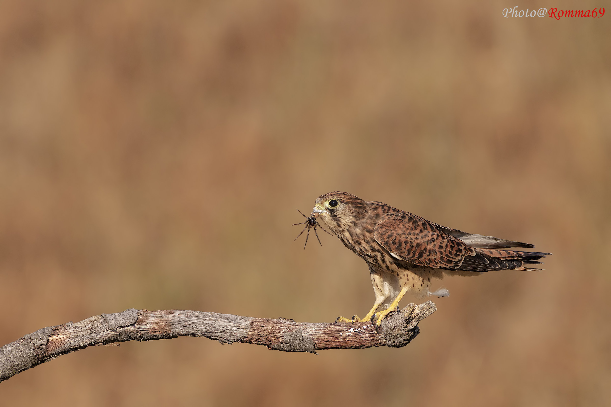 Il gheppio e il ragno