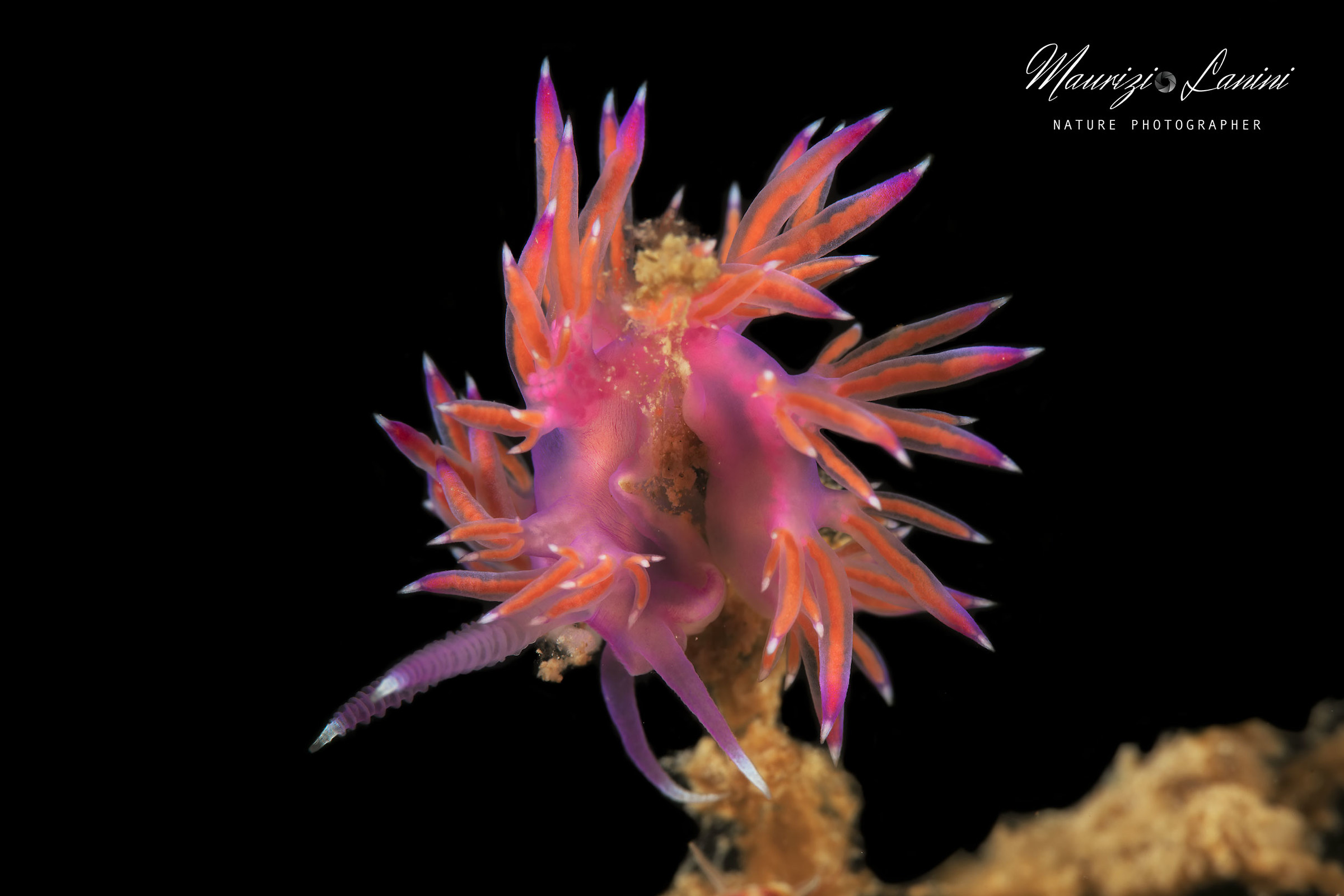 Nudibranco Flabellina affinis
