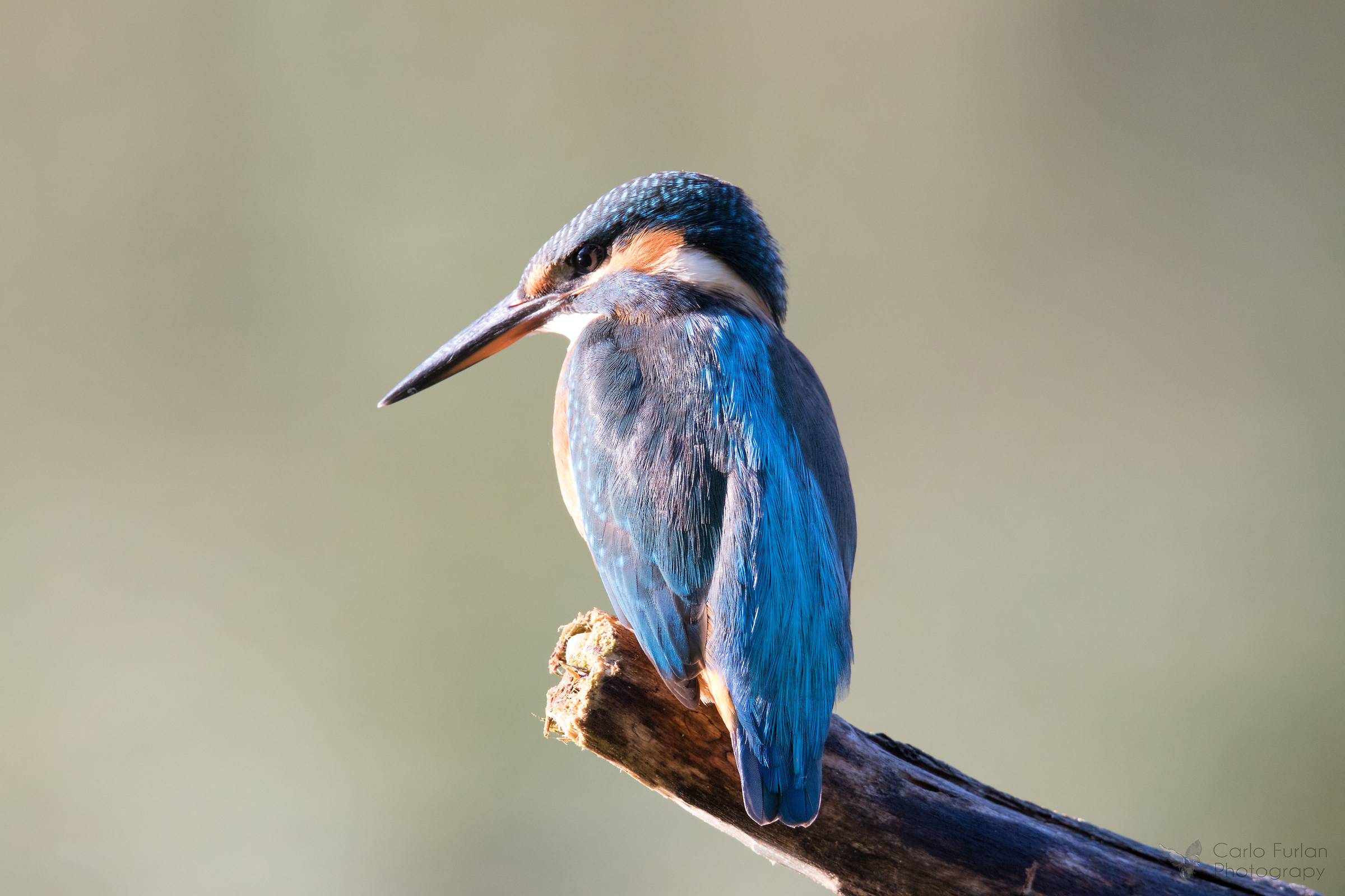 Kingfisher