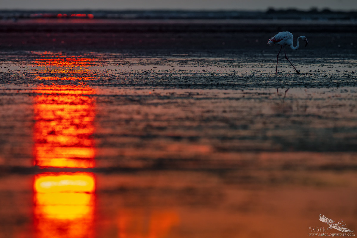 Il solitario - Fenicottero rosa