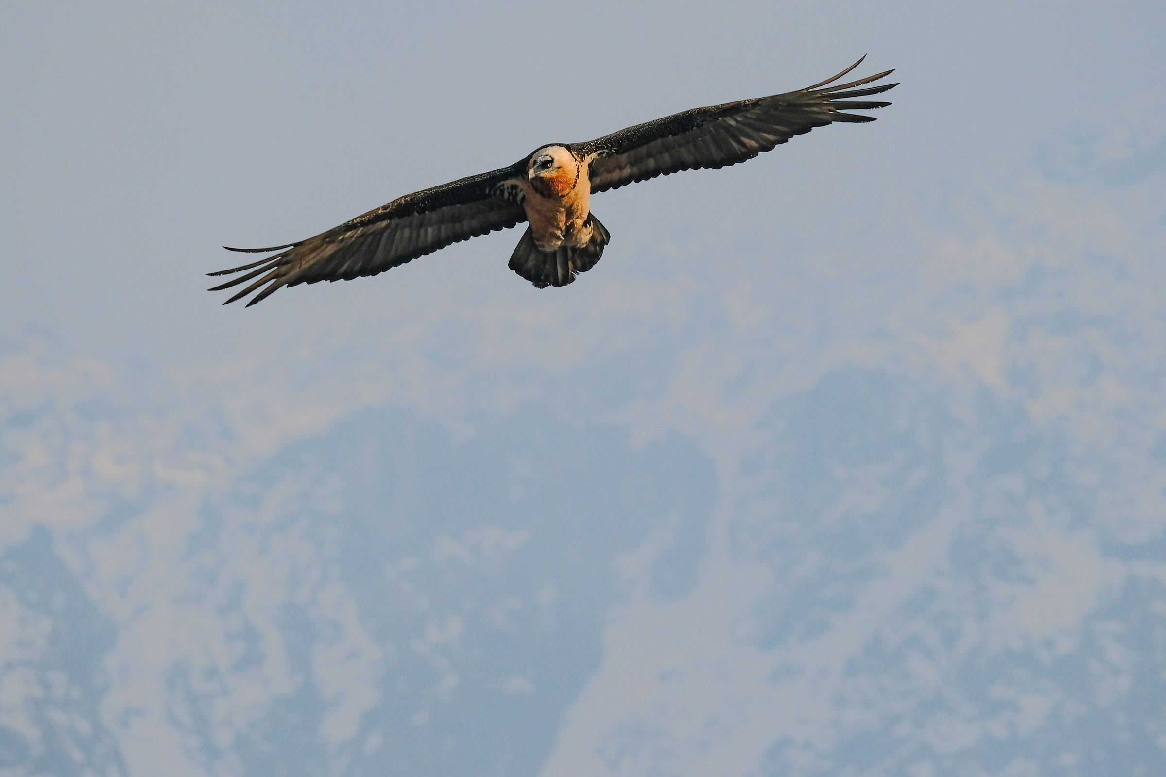 Bearded Vulture