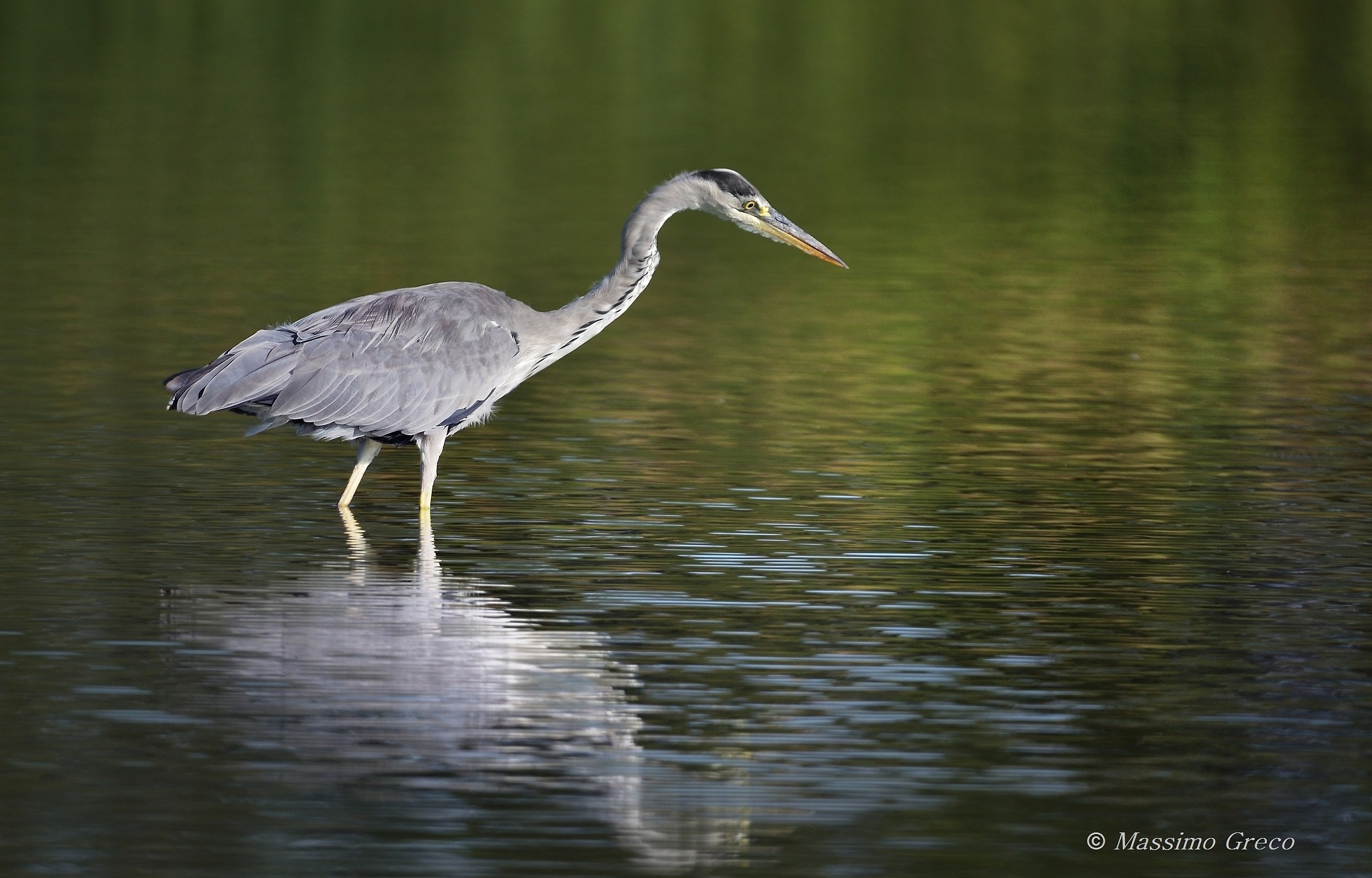 Grey Heron