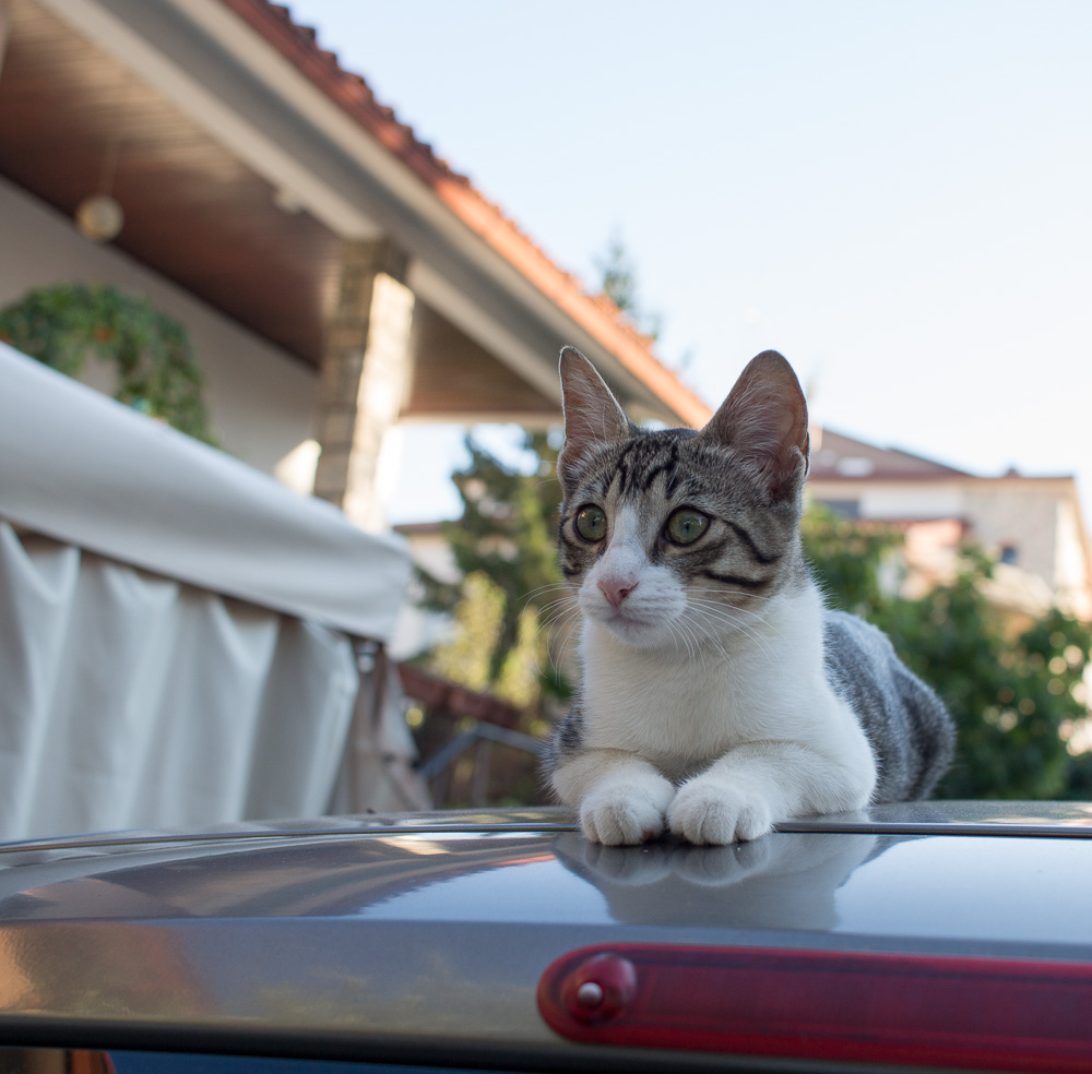 Gattino sull'automobile