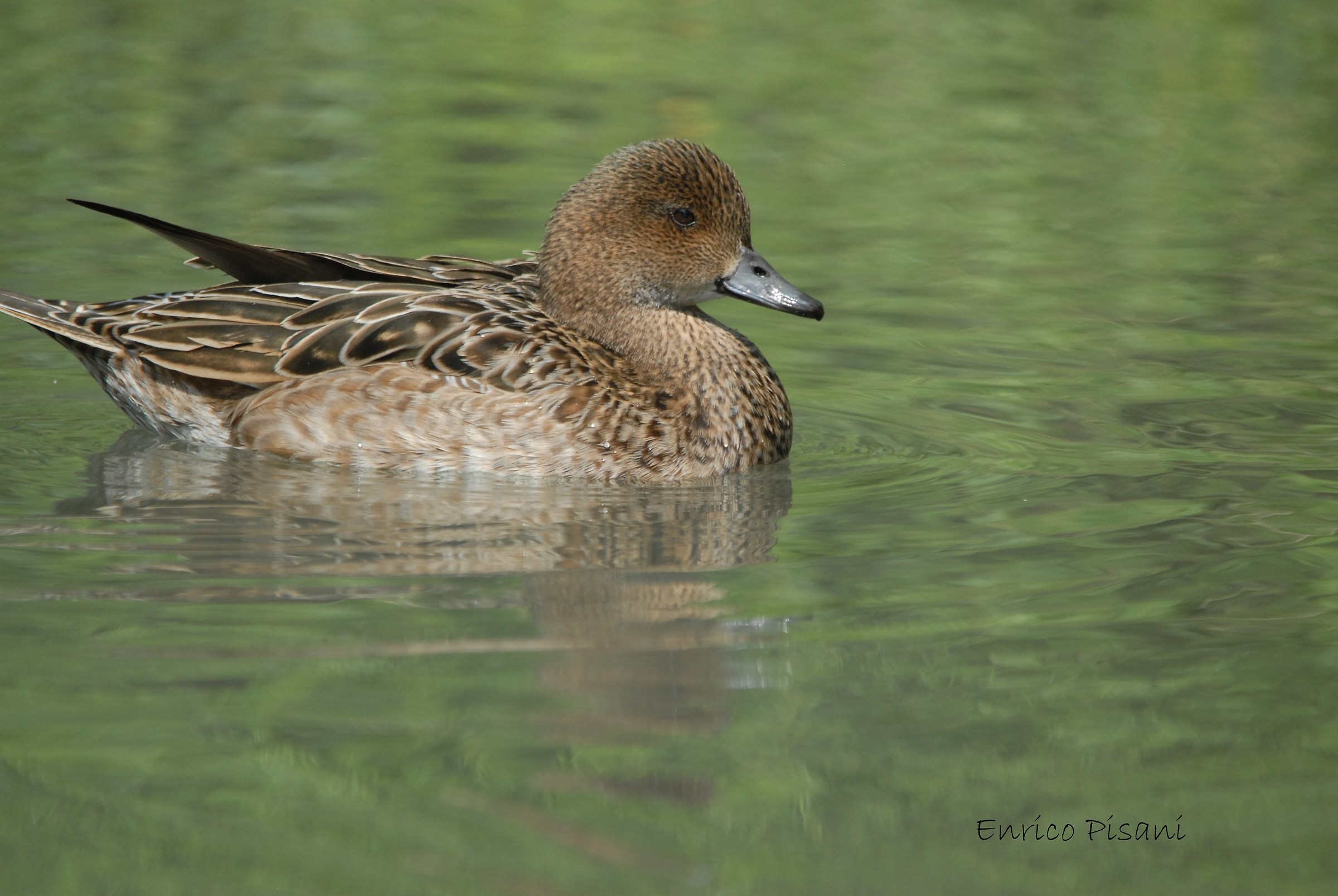 Female Canapiglia-Racconigi 26-05-2018