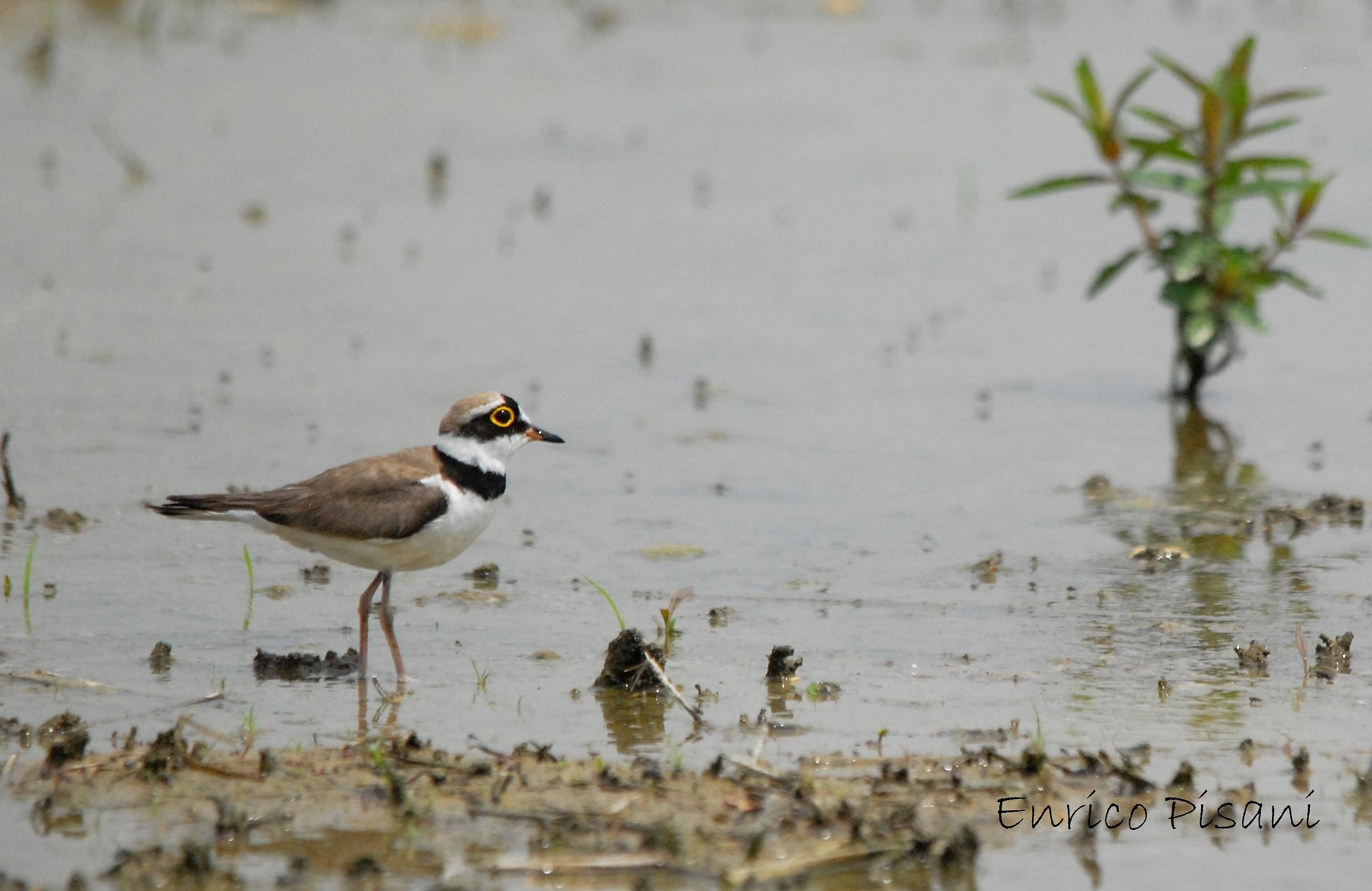 Small Courier-Racconigi 26-05-2018