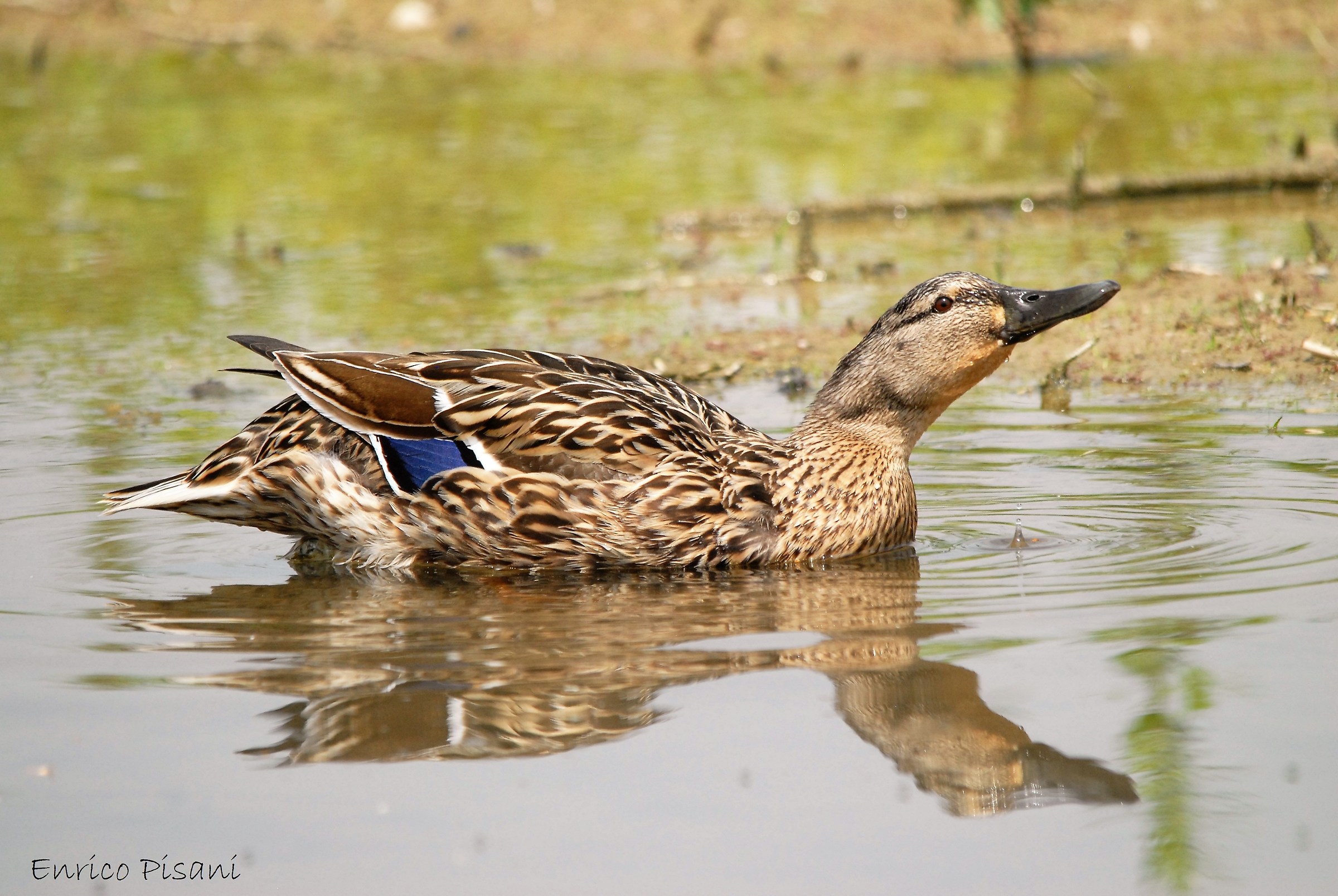 Mallard Female-Racconigi 26-05-2018