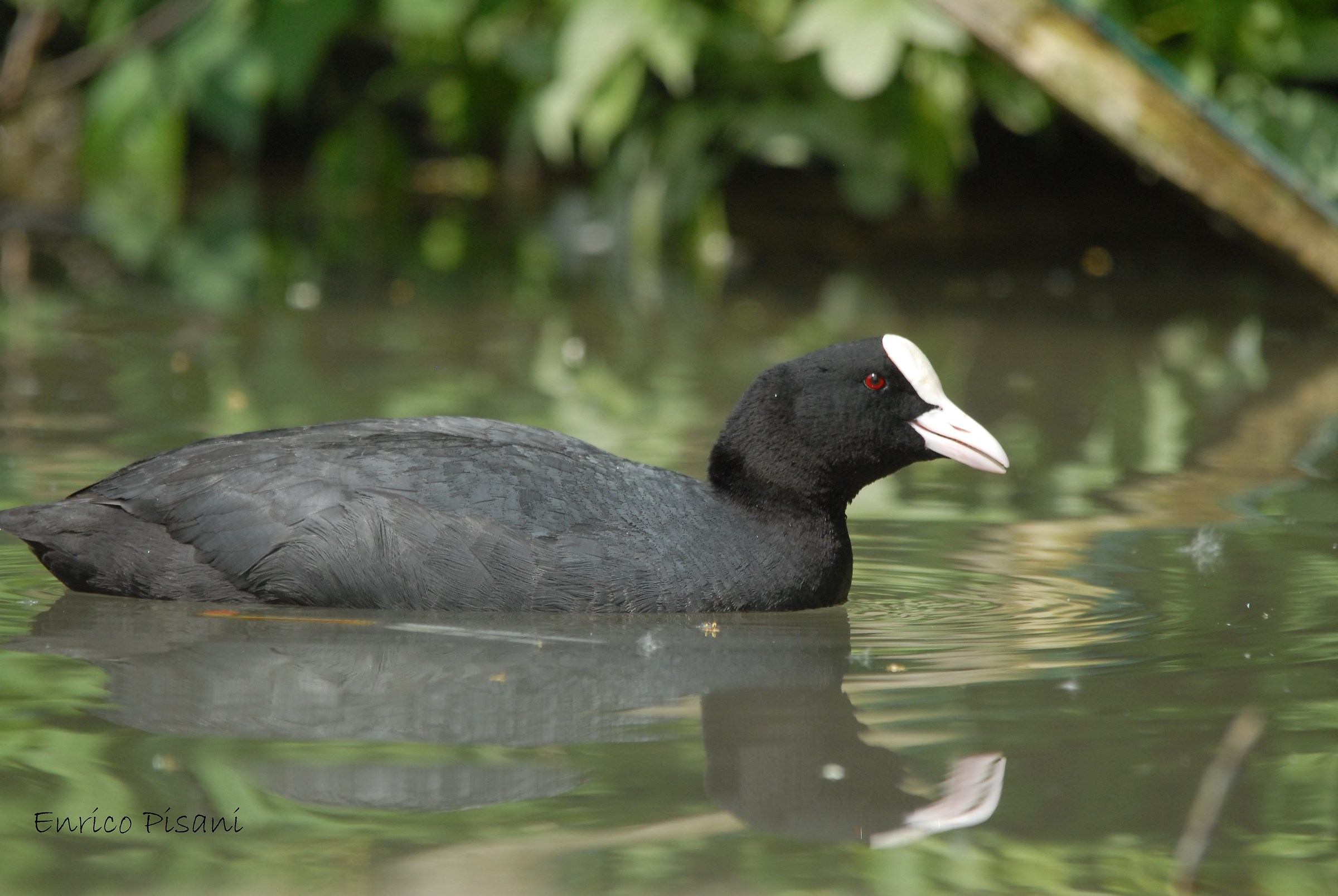 Coot