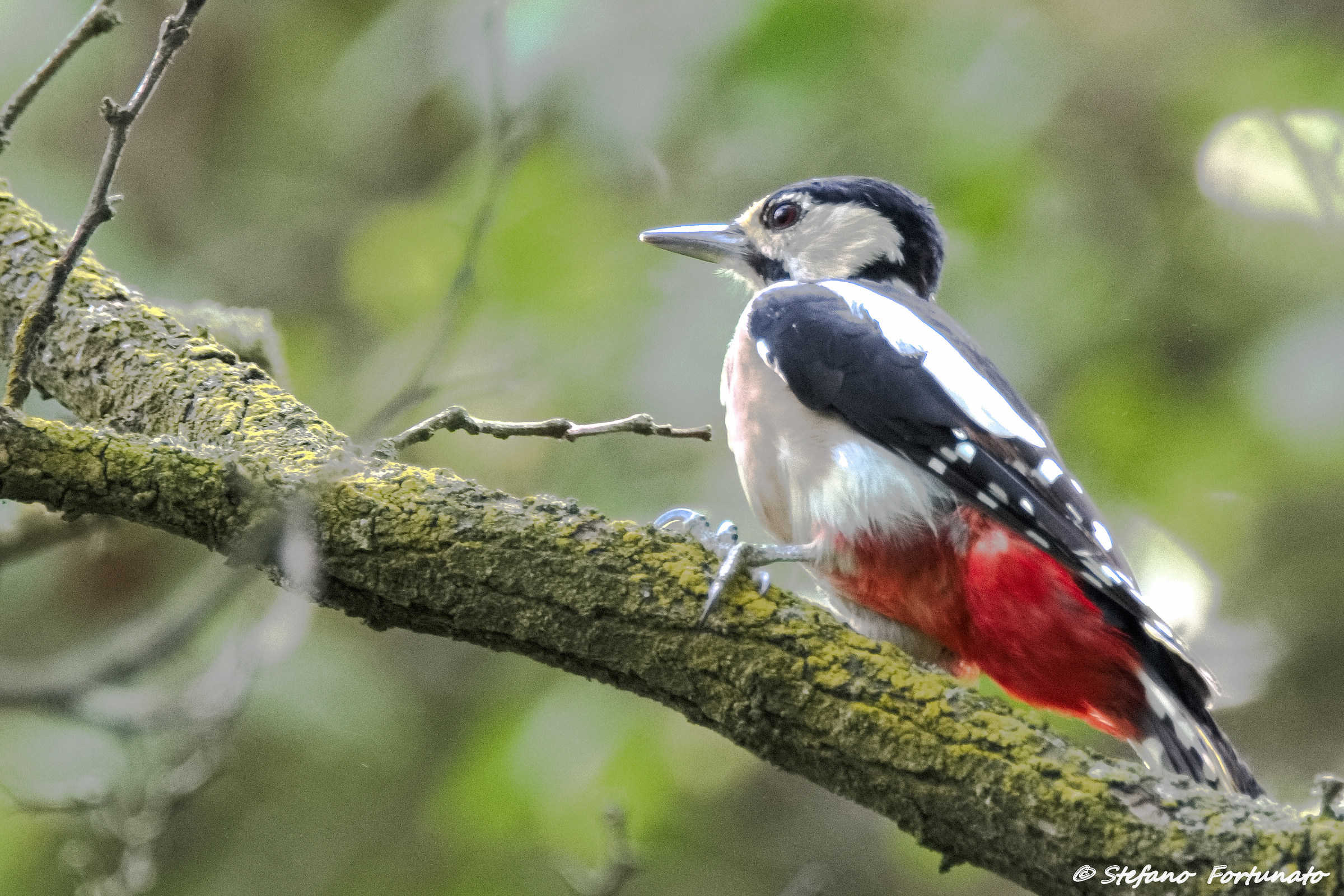 Picchio rosso maggiore ( F )
