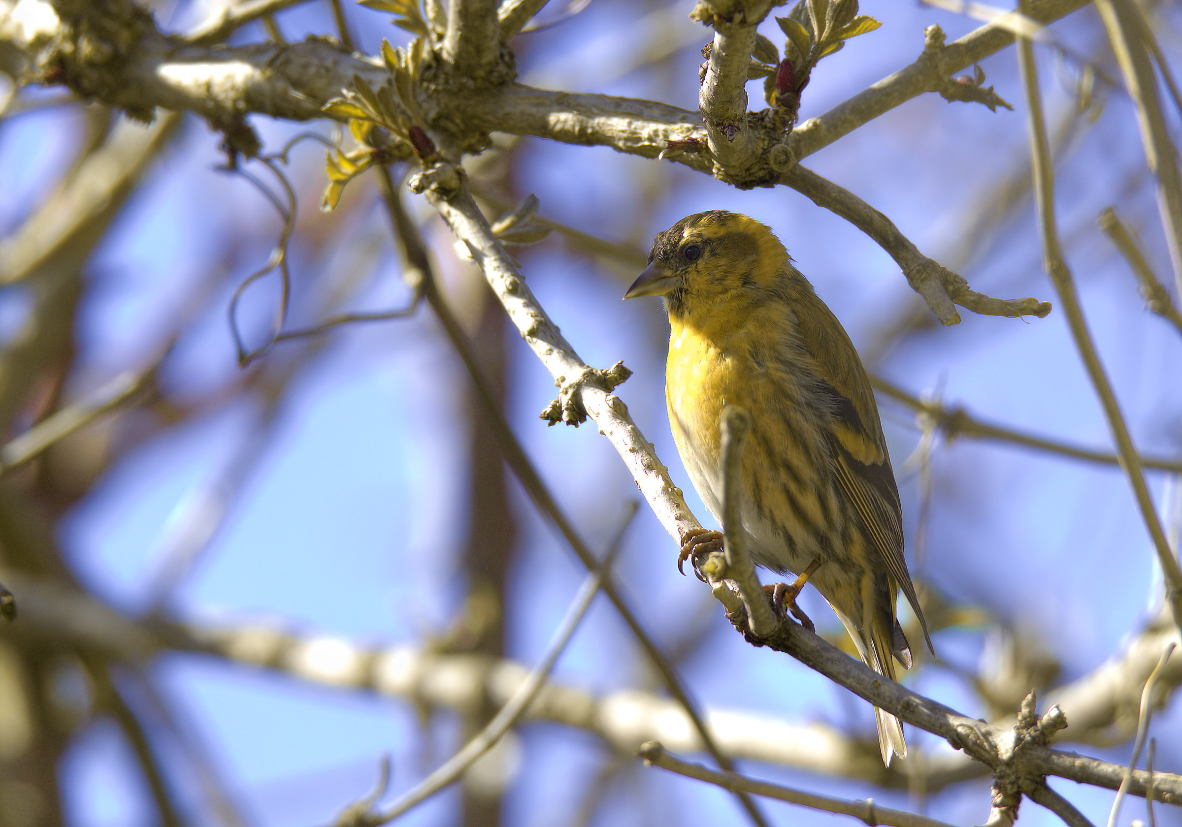 Siskin