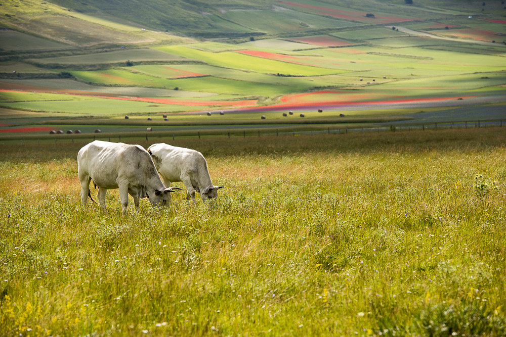 anche le vacche sono protagoniste