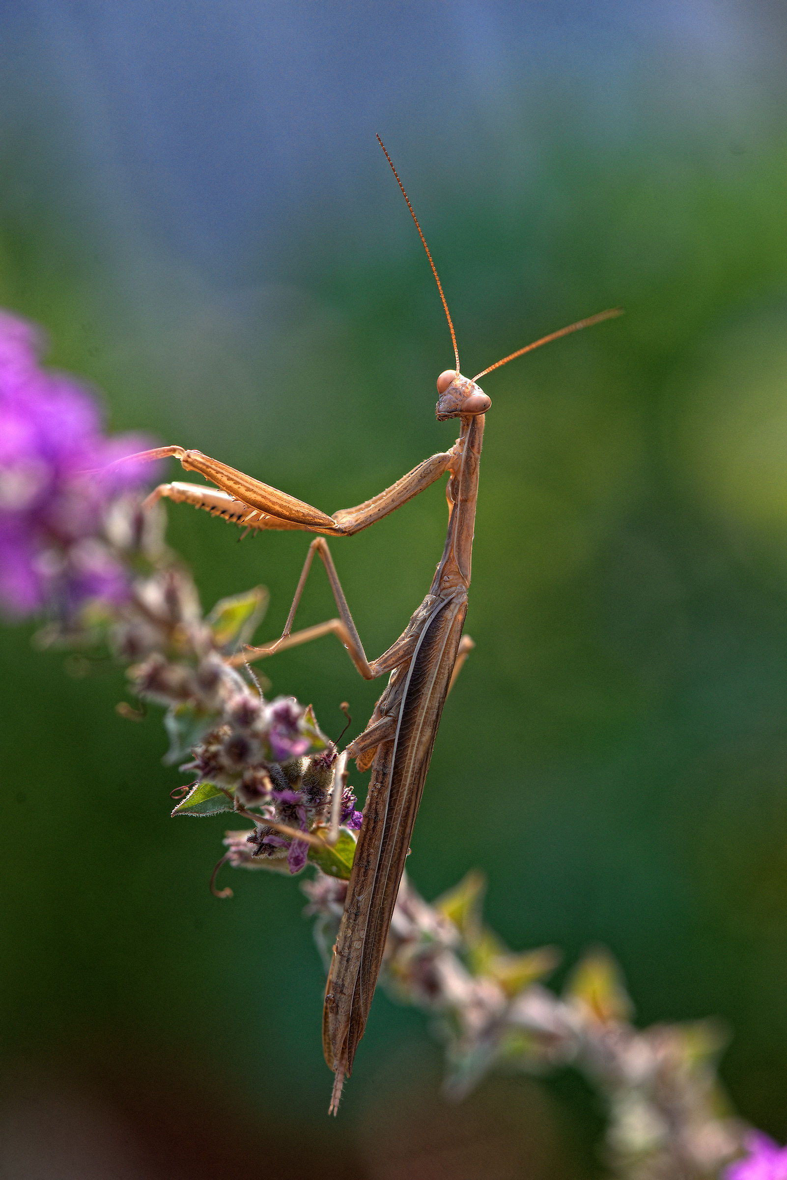 Praying Mantis