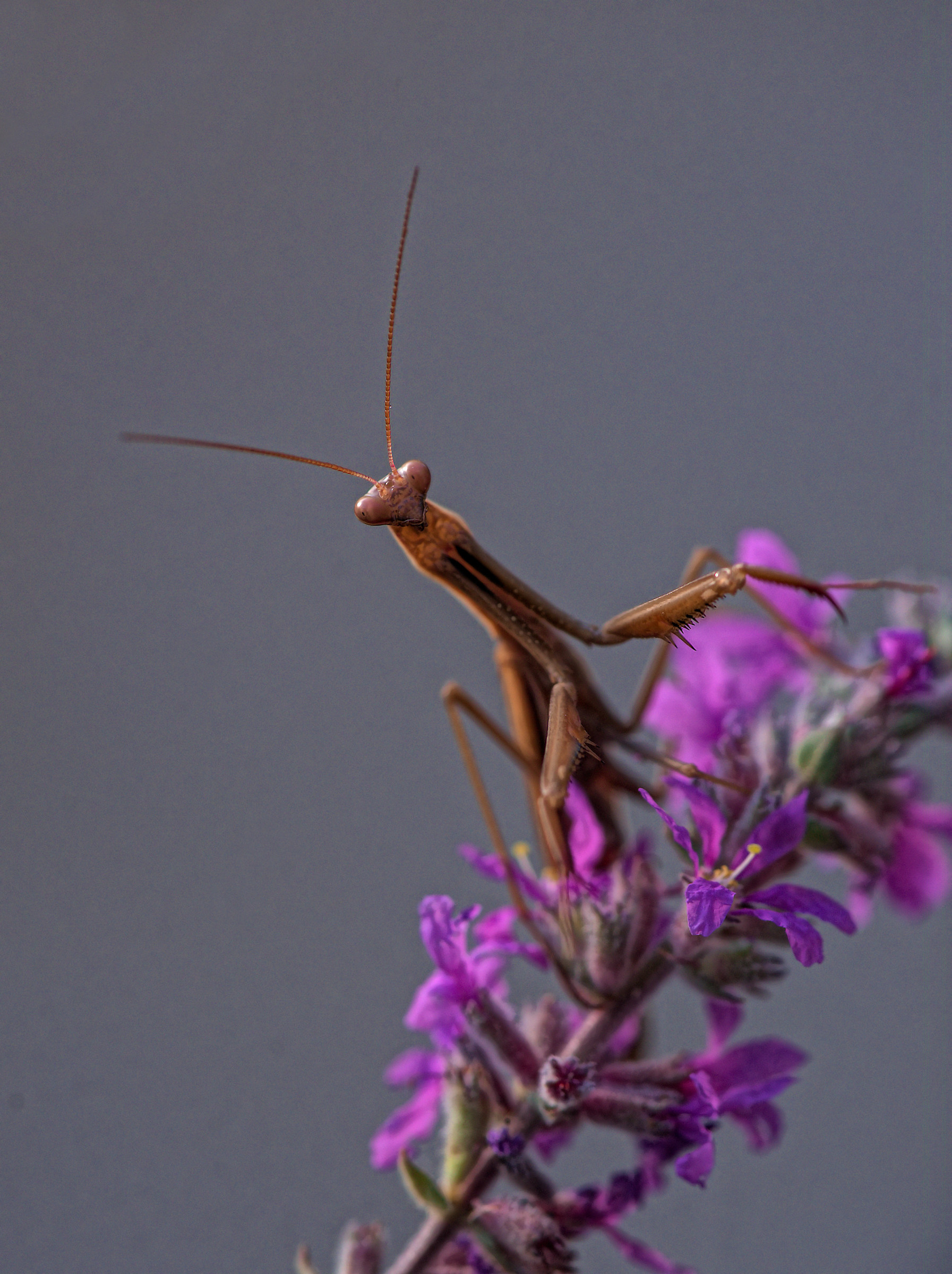 Praying Mantis