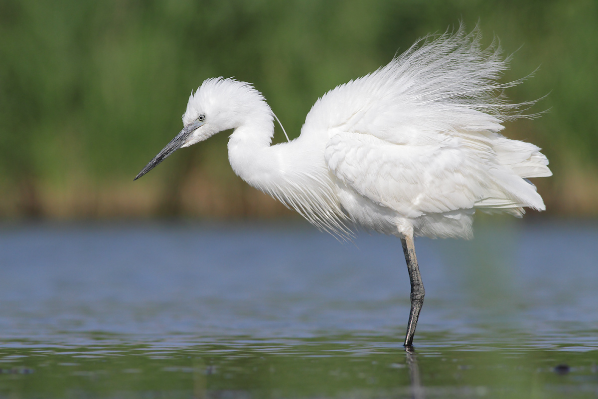 Egret