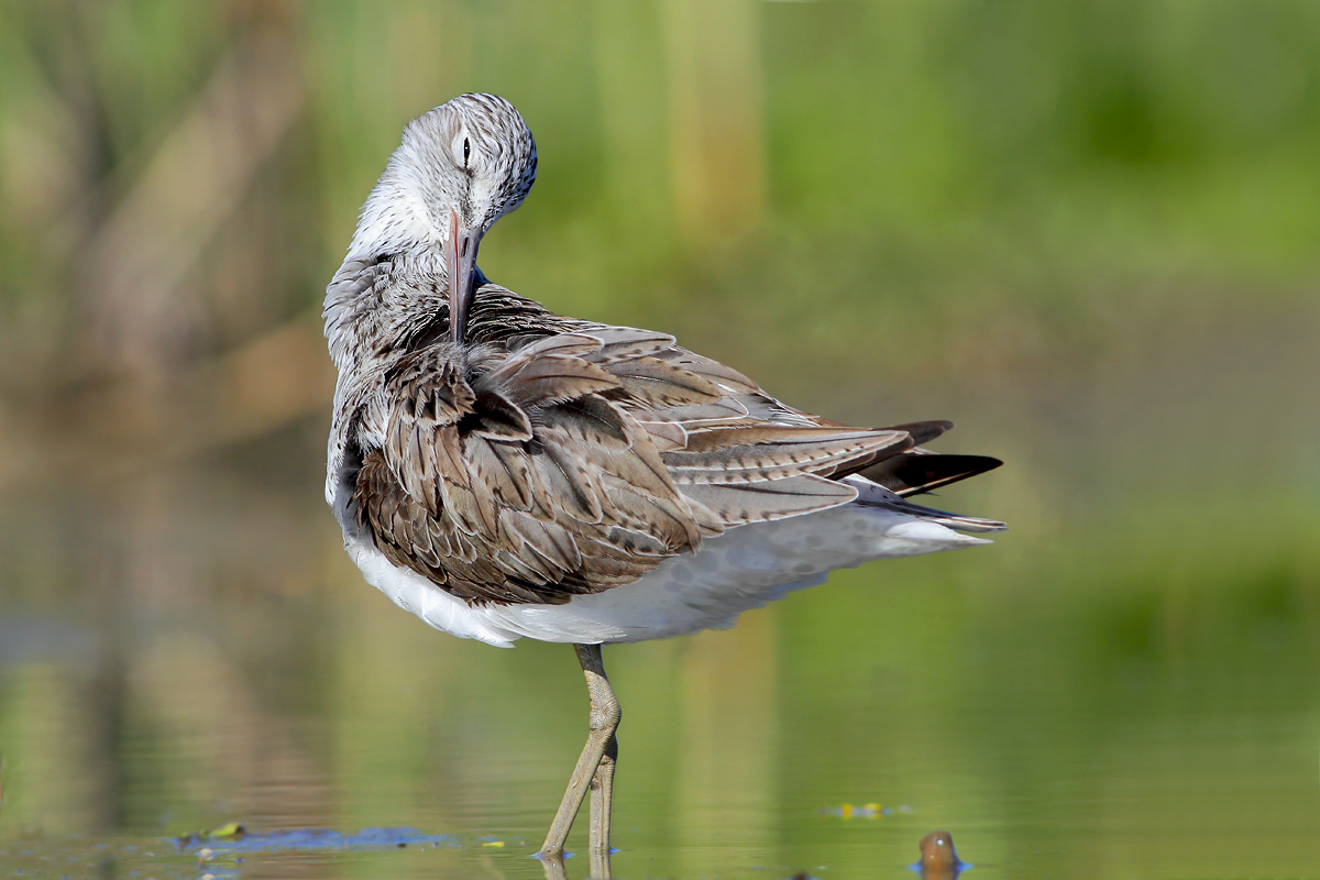 Greenshank