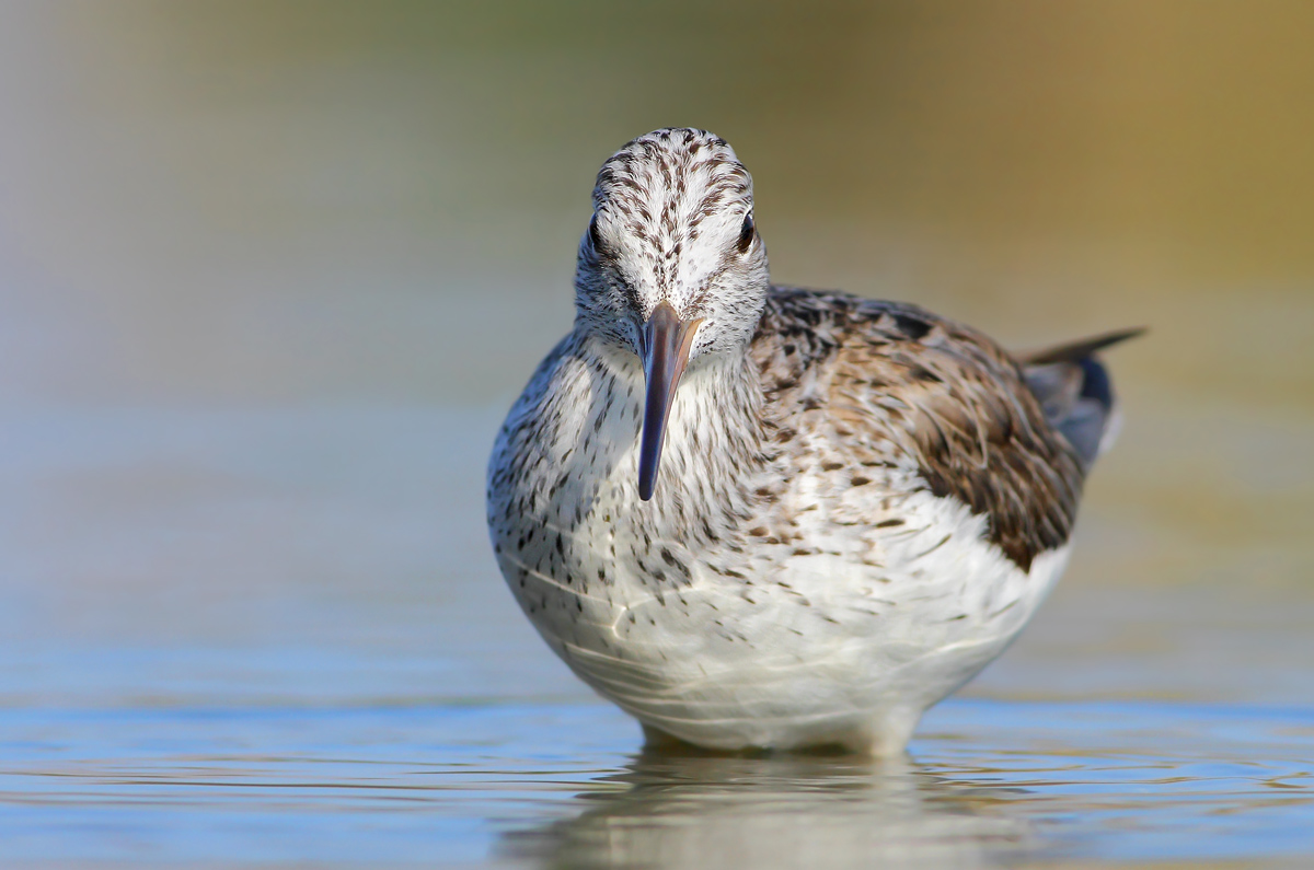 Greenshank