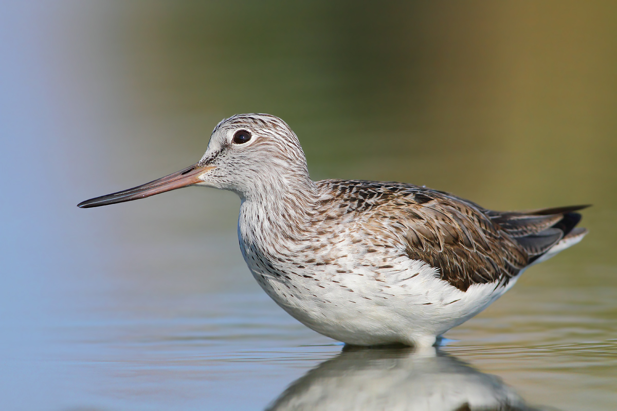 Greenshank