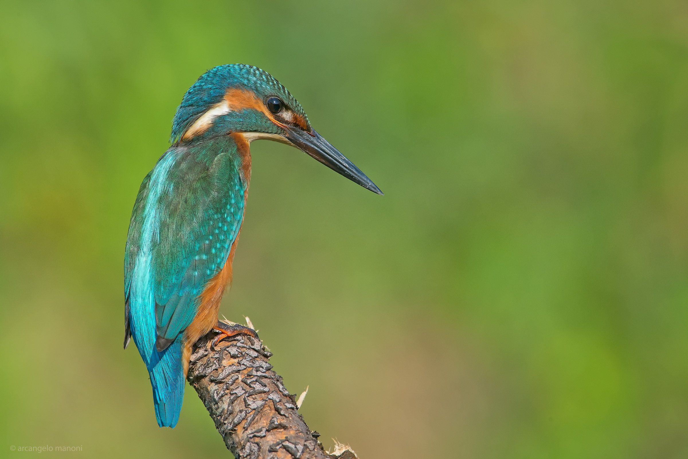 The Martin of Wonders