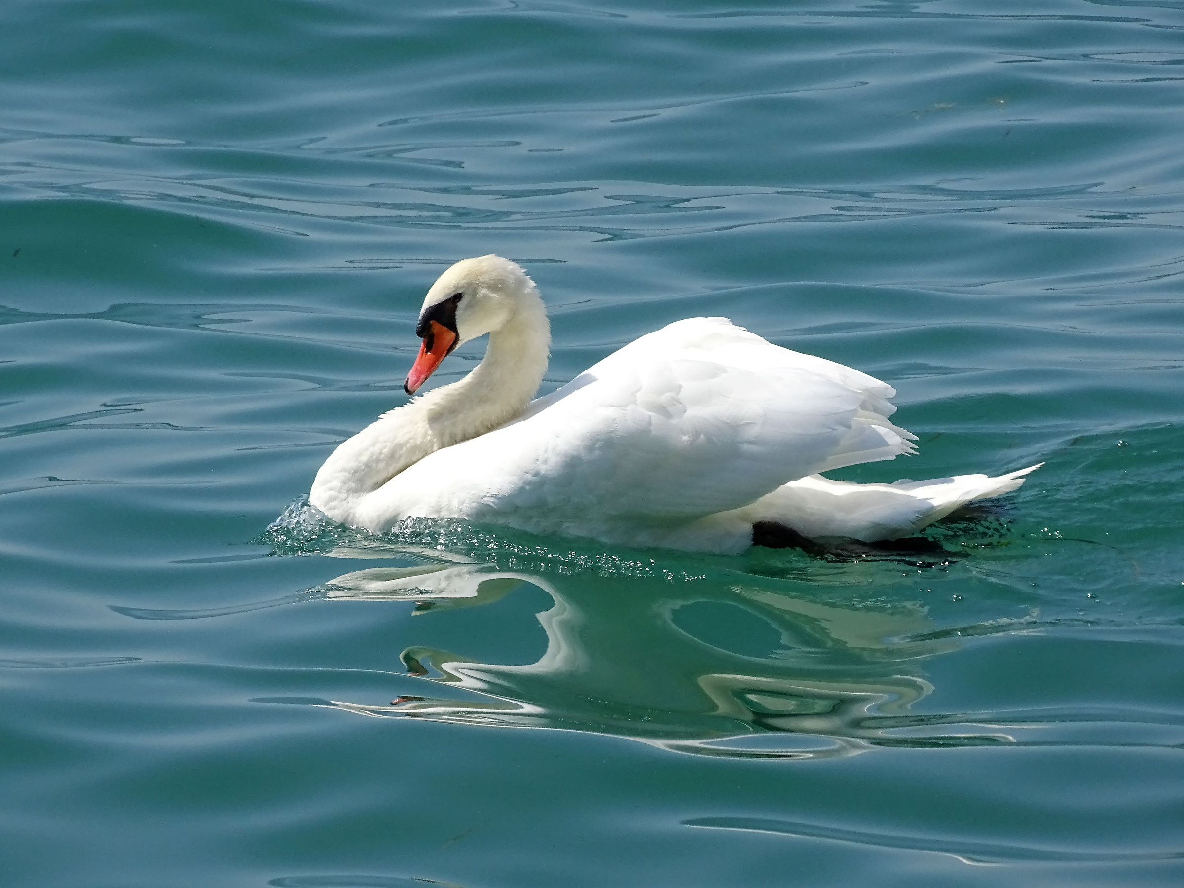 Swan on Lake Garda