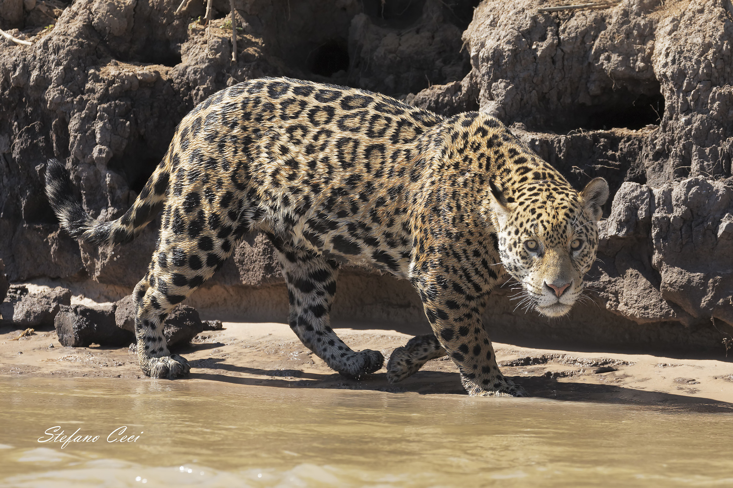 a tu per tu col Giaguaro