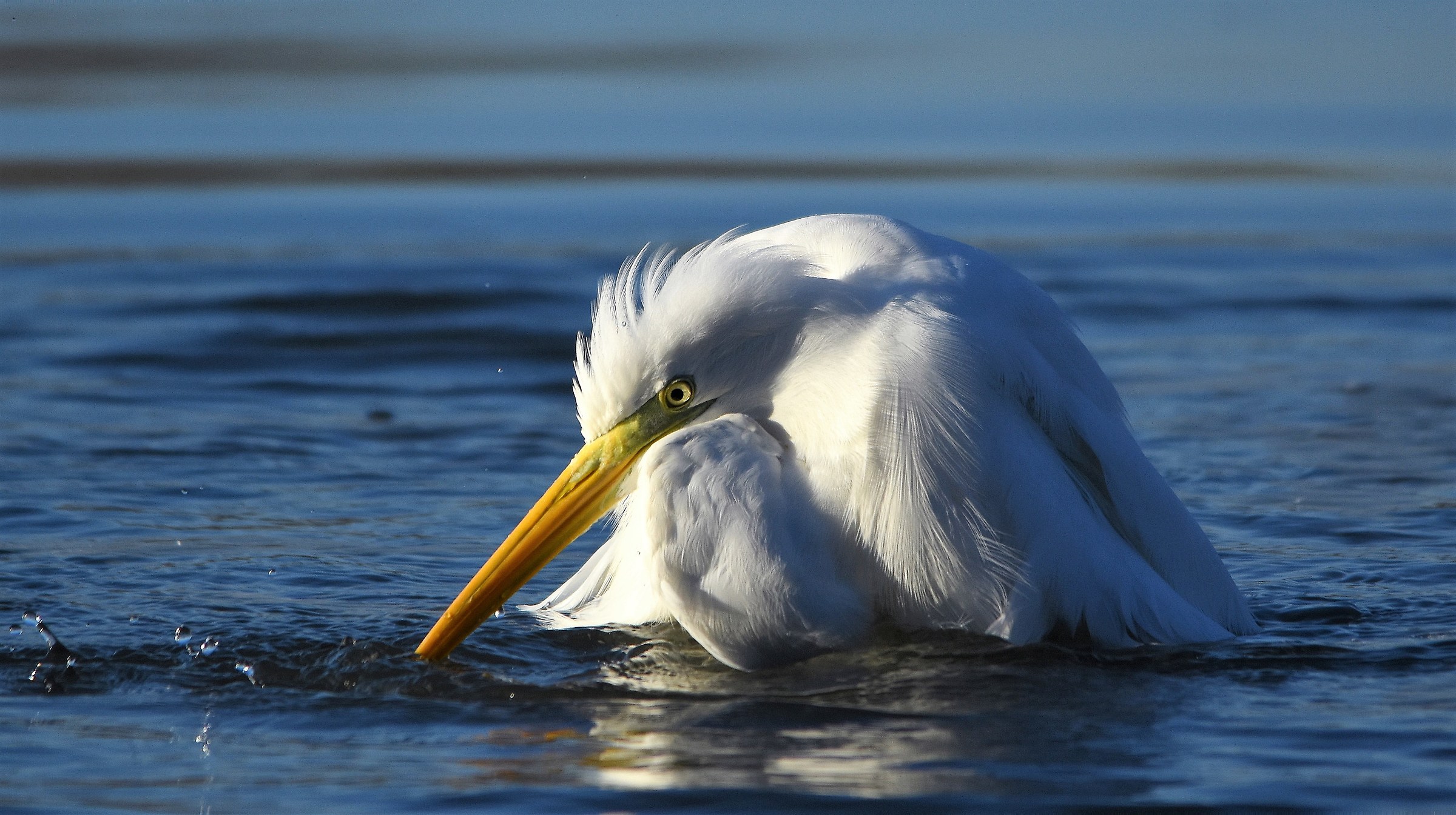 Airone bianco maggiore
