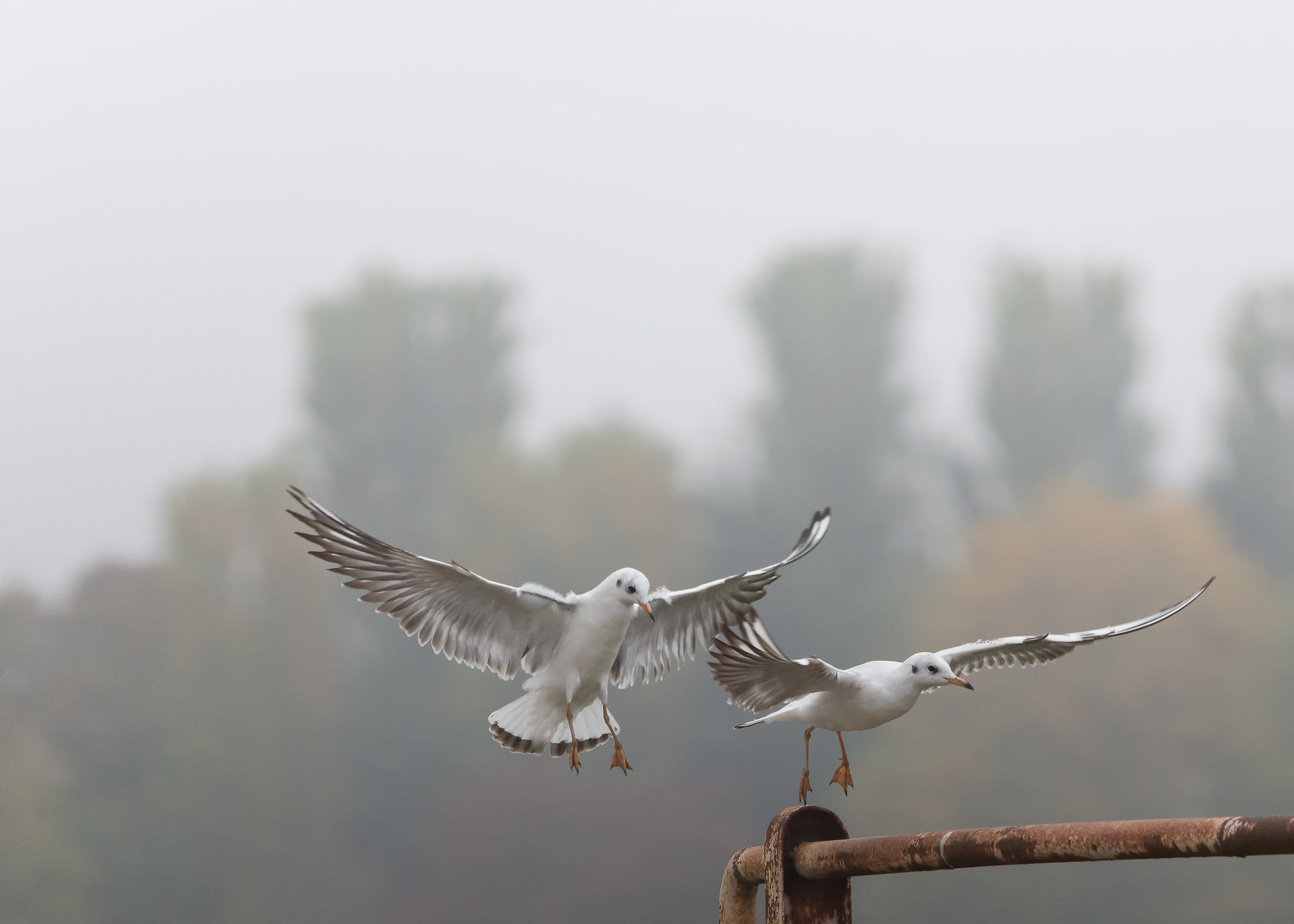 The flight of the Seagulls