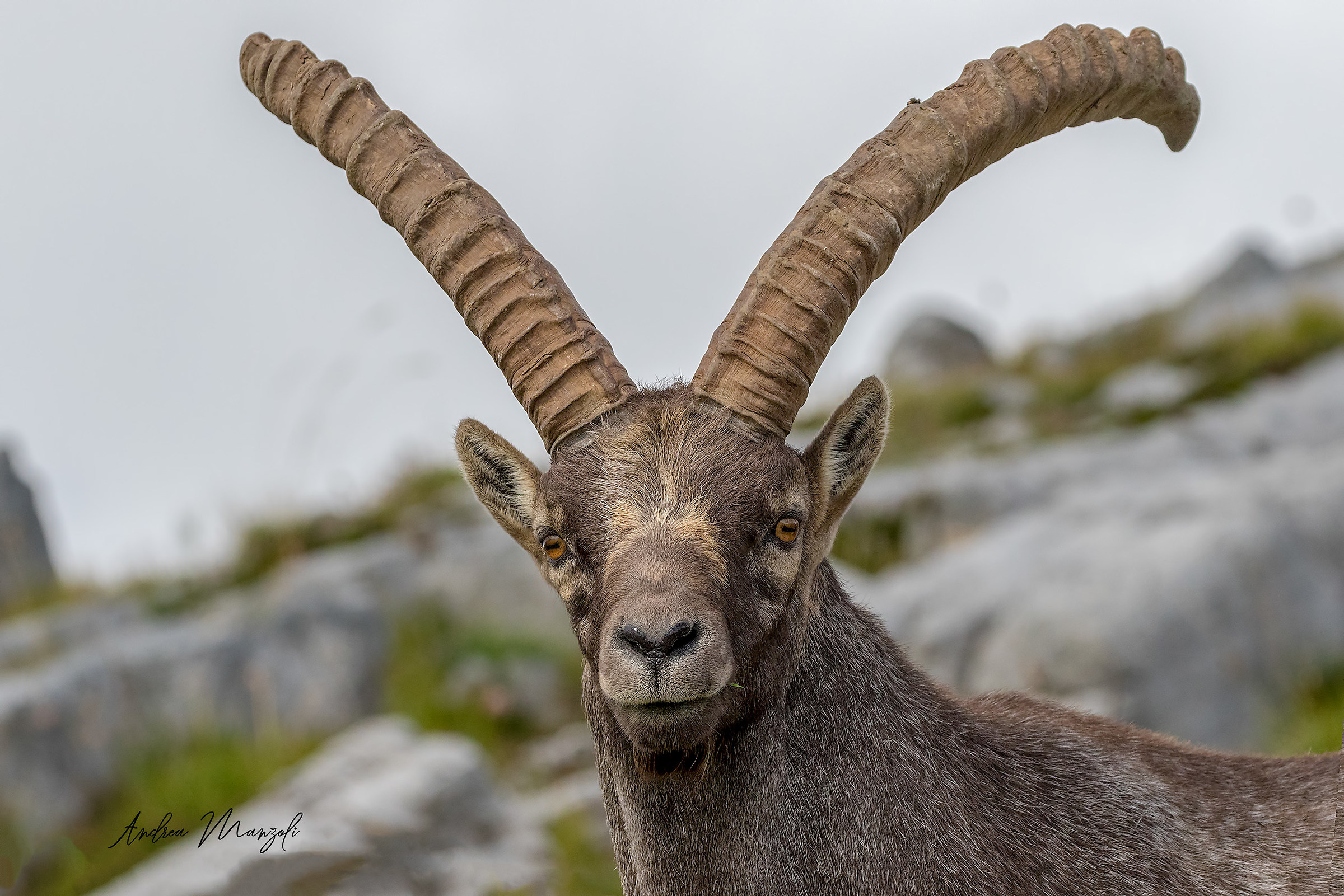 Il maschio Dominante