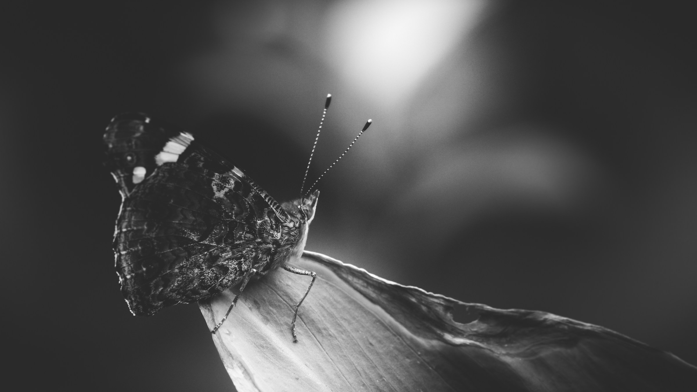 Macro Black&White