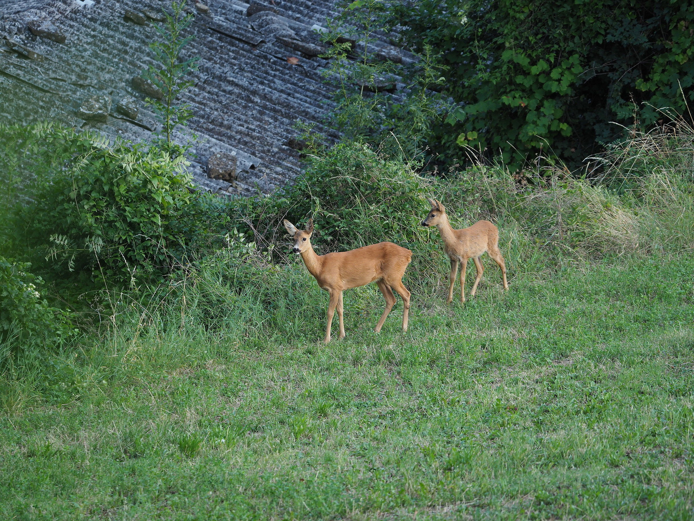 Prova Panasonic 50-200 2.8-4.0