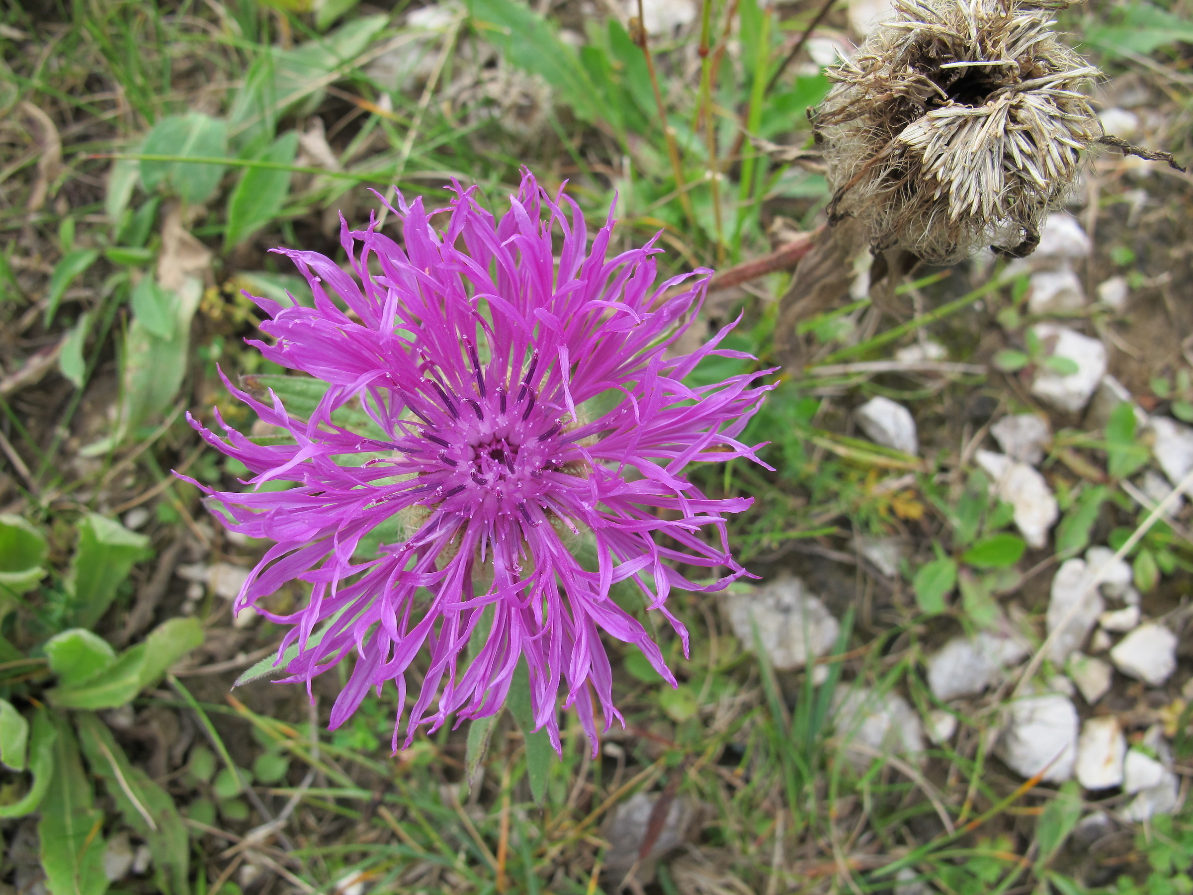 Centaurea jacea