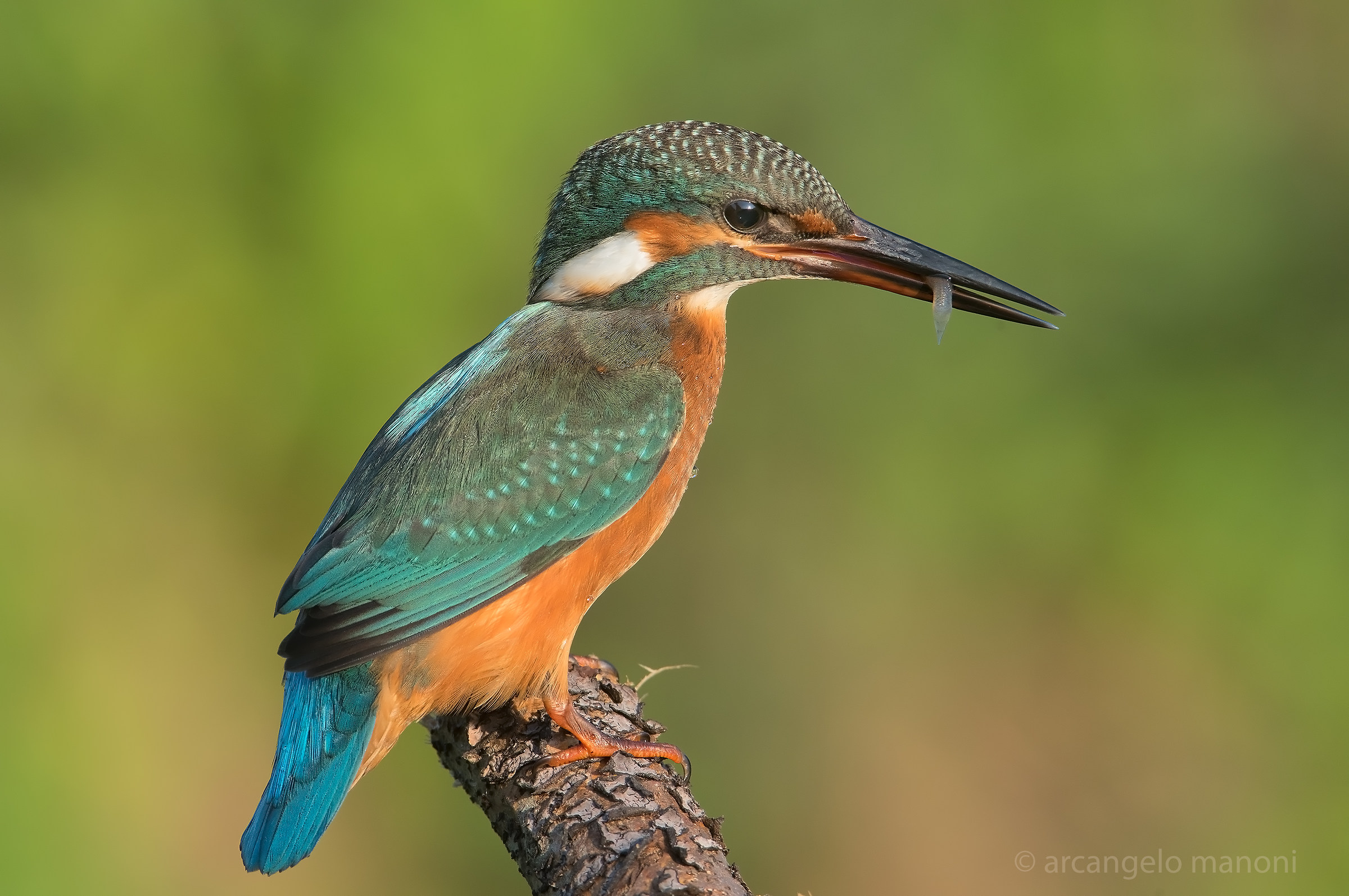 An aperitif for the Martina