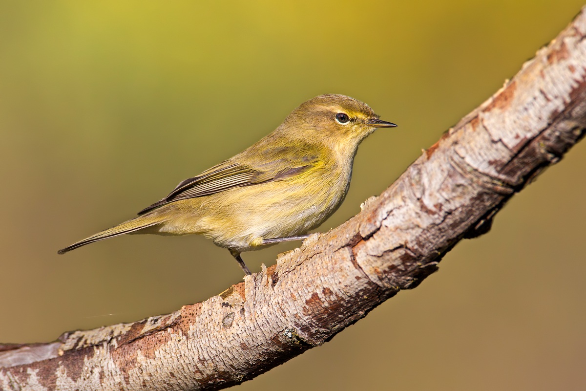 Small warbler