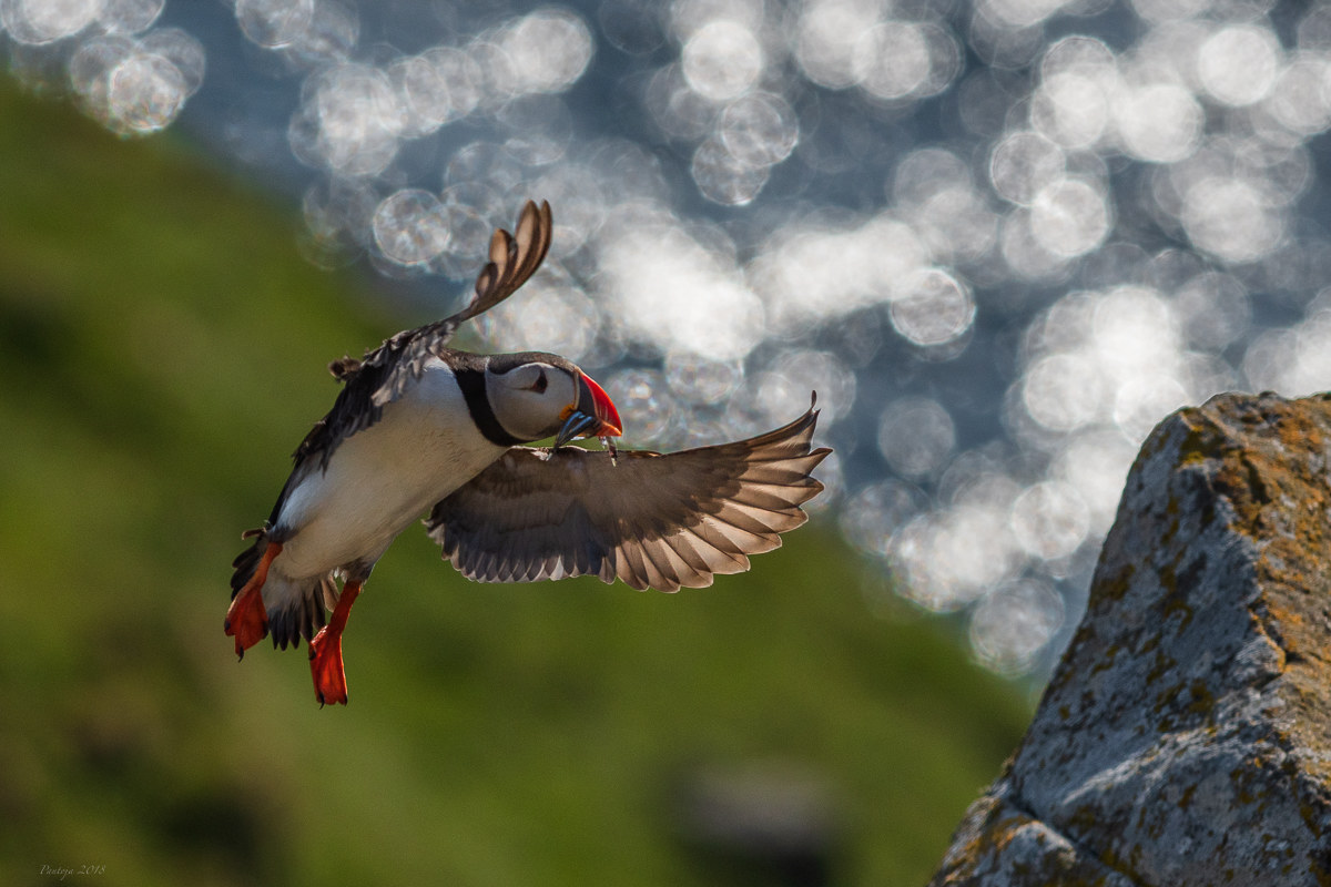 Atlantic puffin