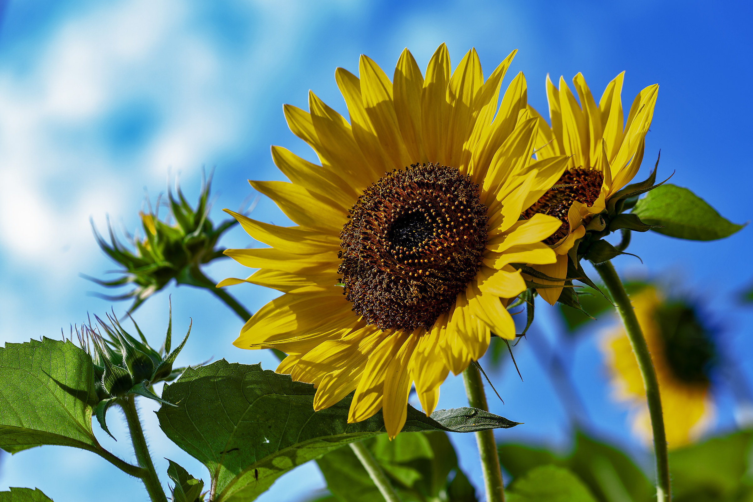 Il più bello sono io