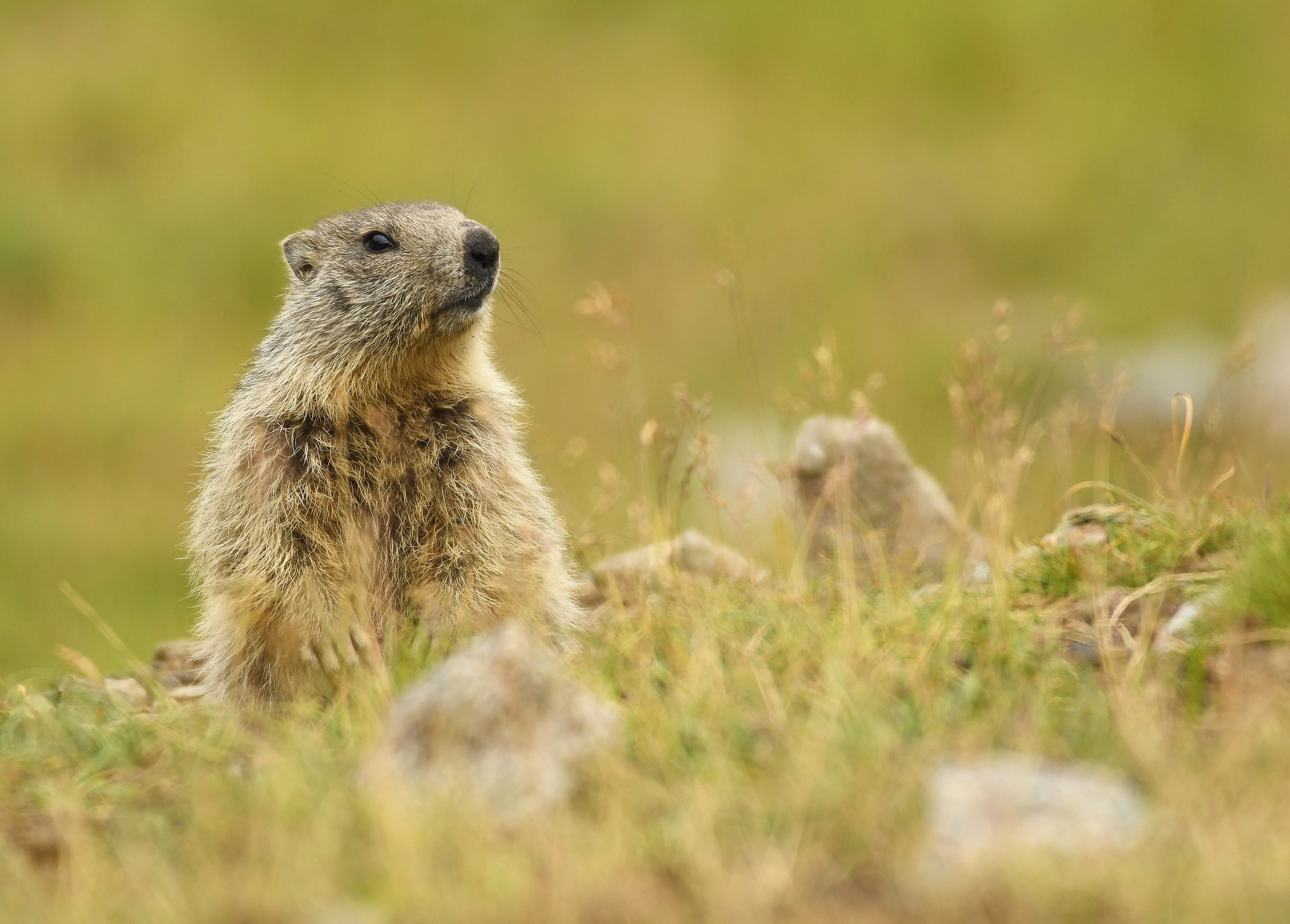 Alpine Marmot