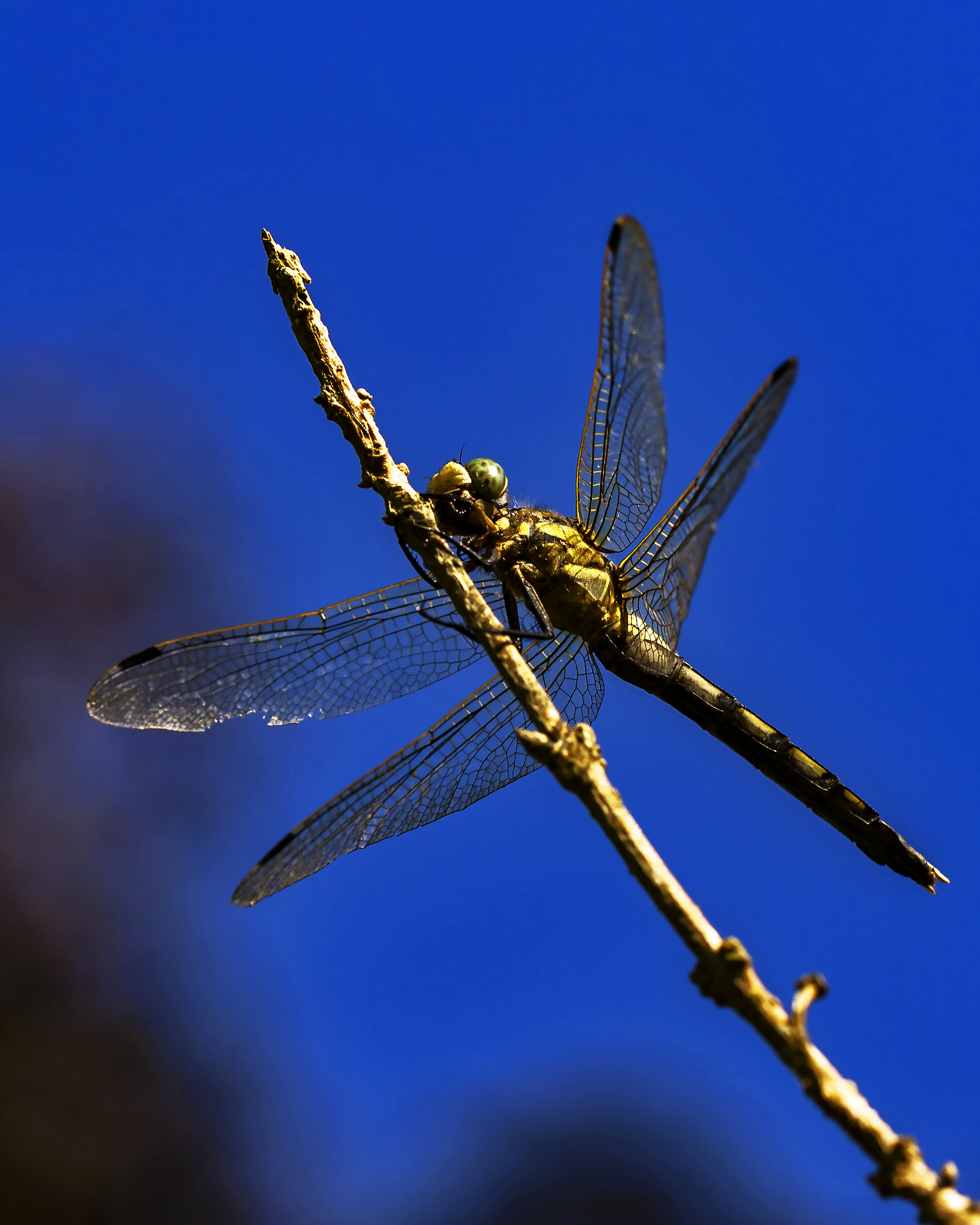 Nel blu dipinto di blu