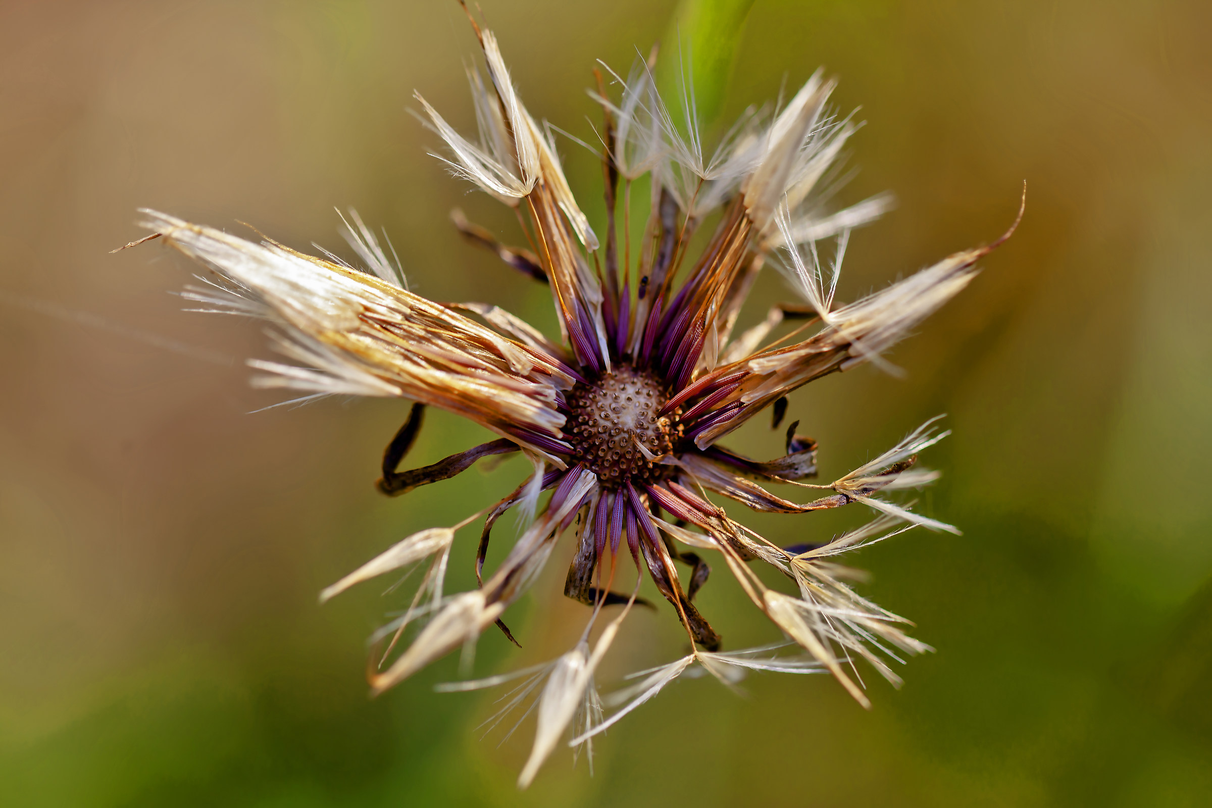 I colori della natura