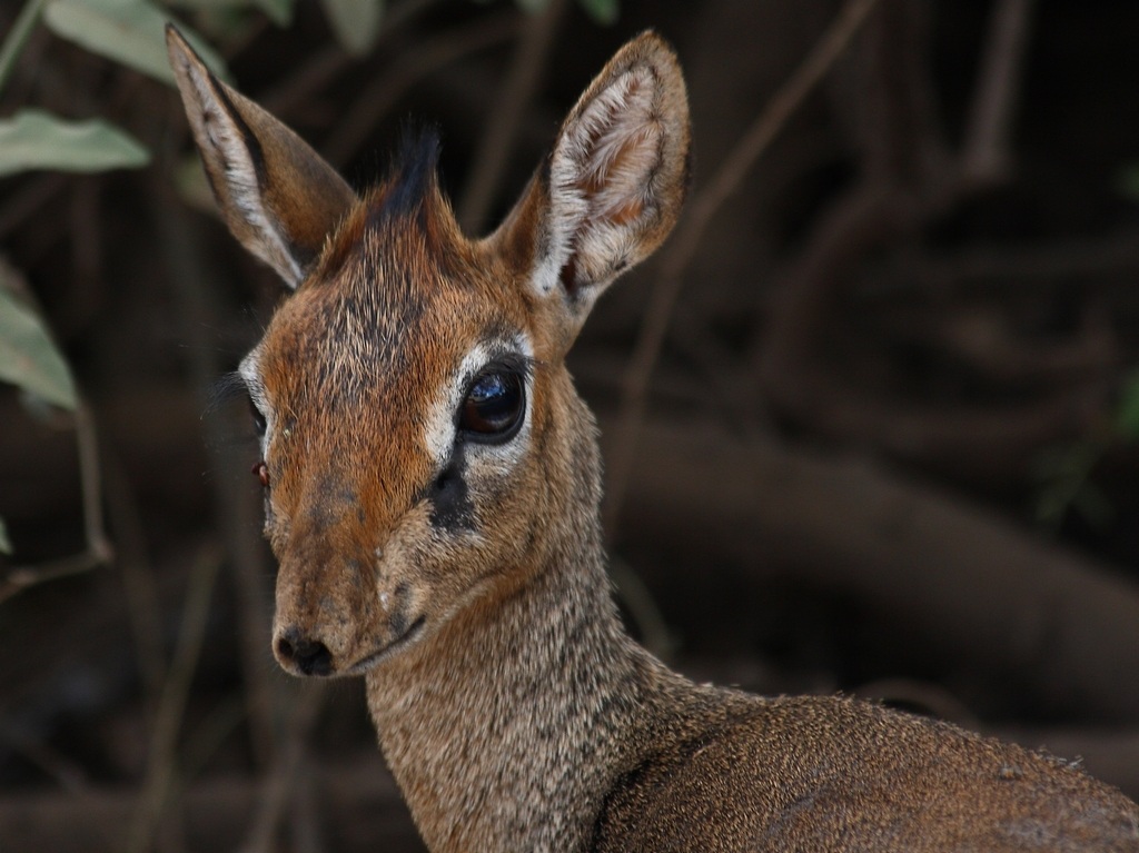 Dik-dik. Tanzania.