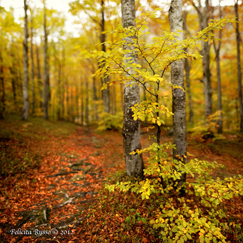 A path in the woods