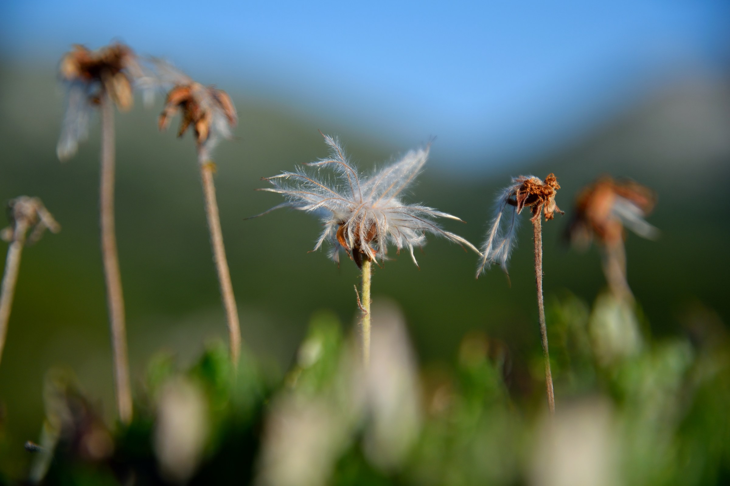 Un batuffolo di cotone