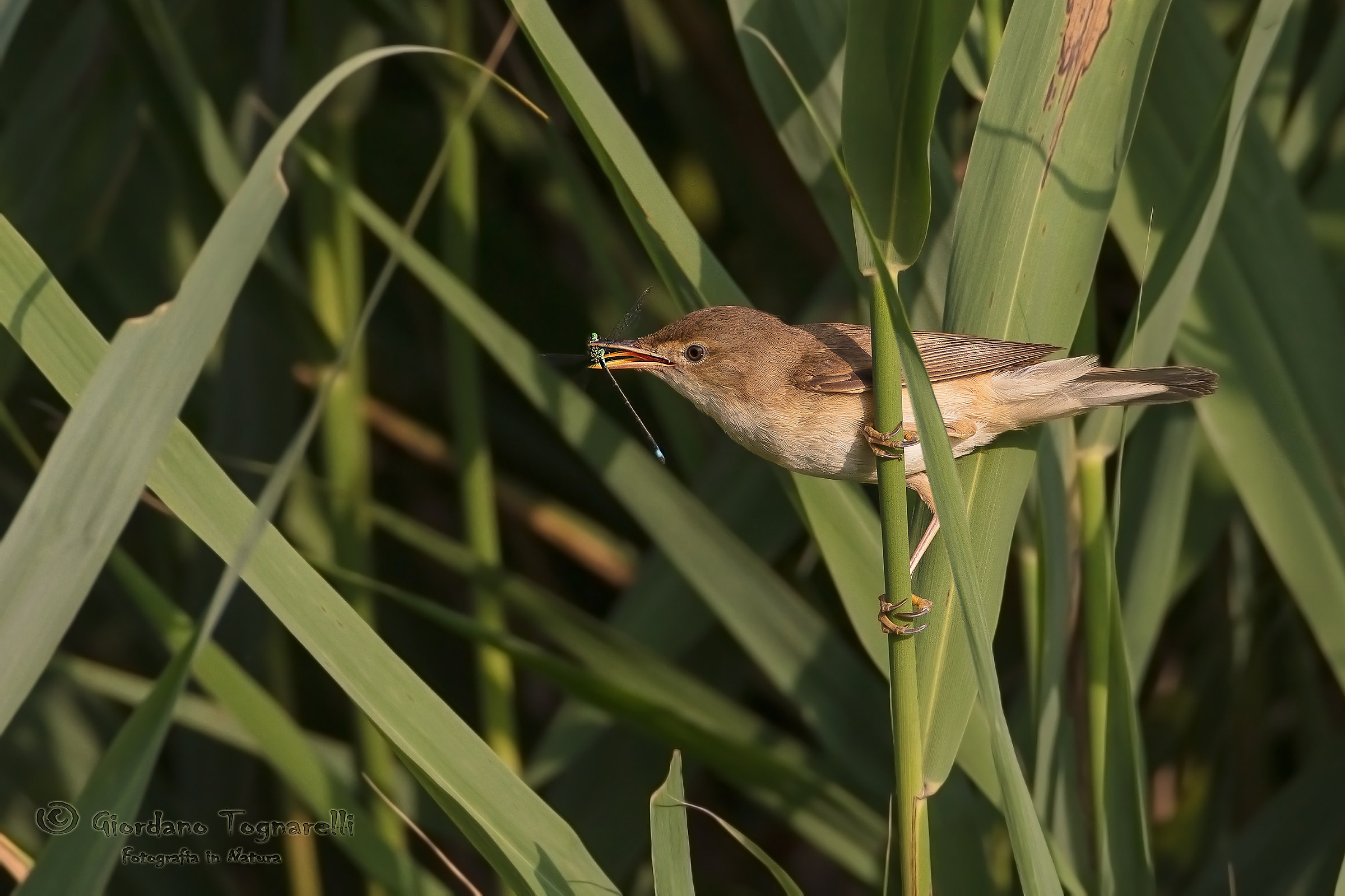 Reed Warbler