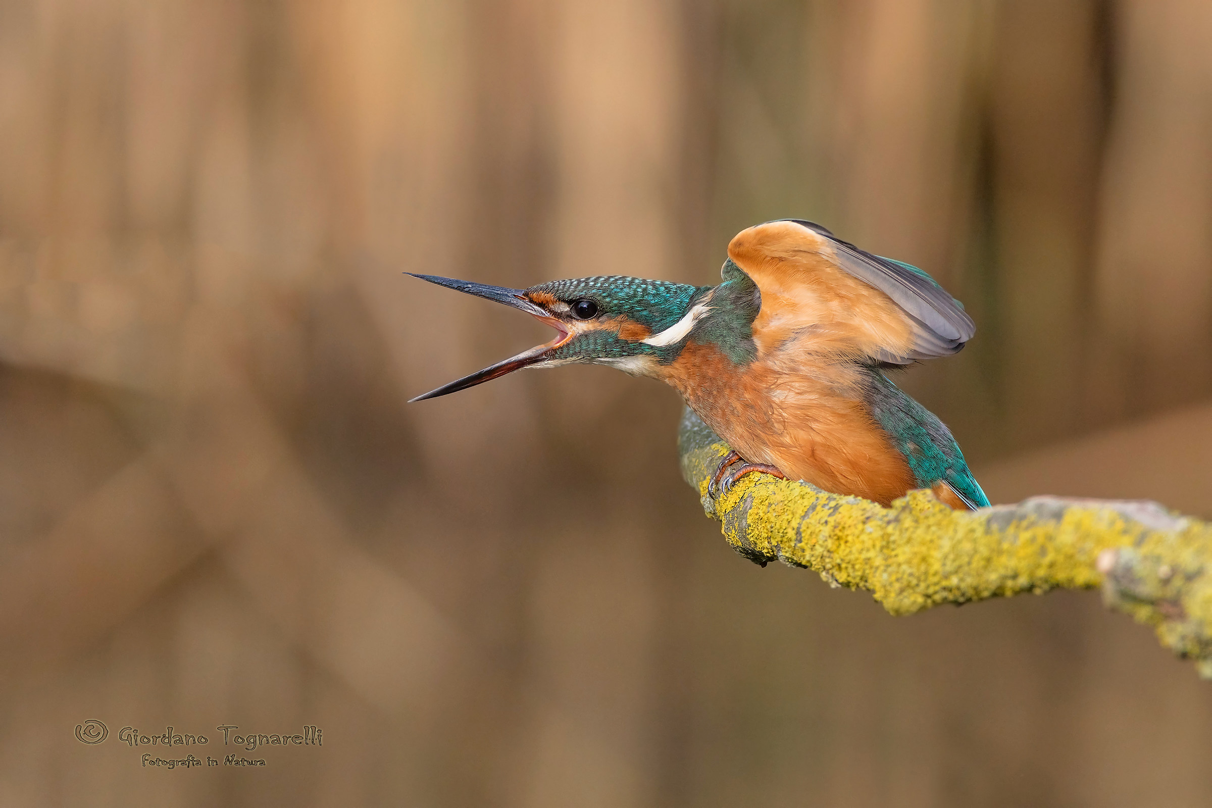 Kingfisher
