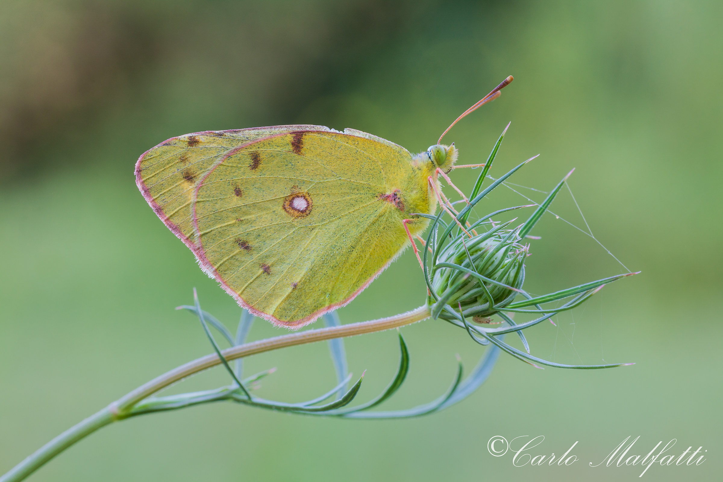 altra stupenda Colias