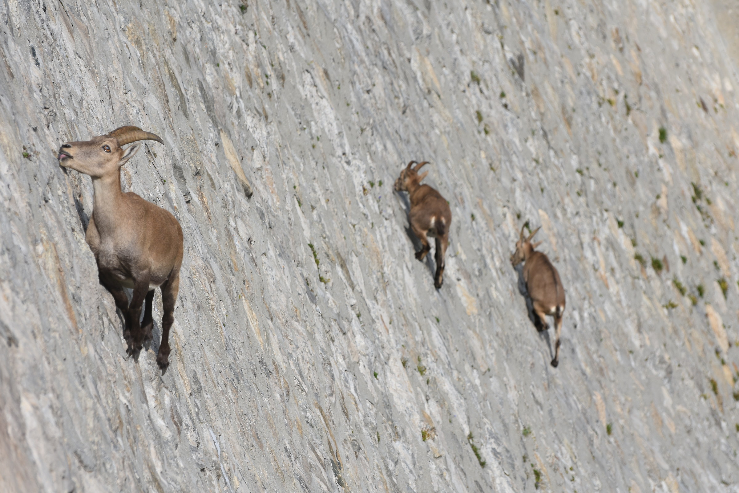 Fast food ad alta quota