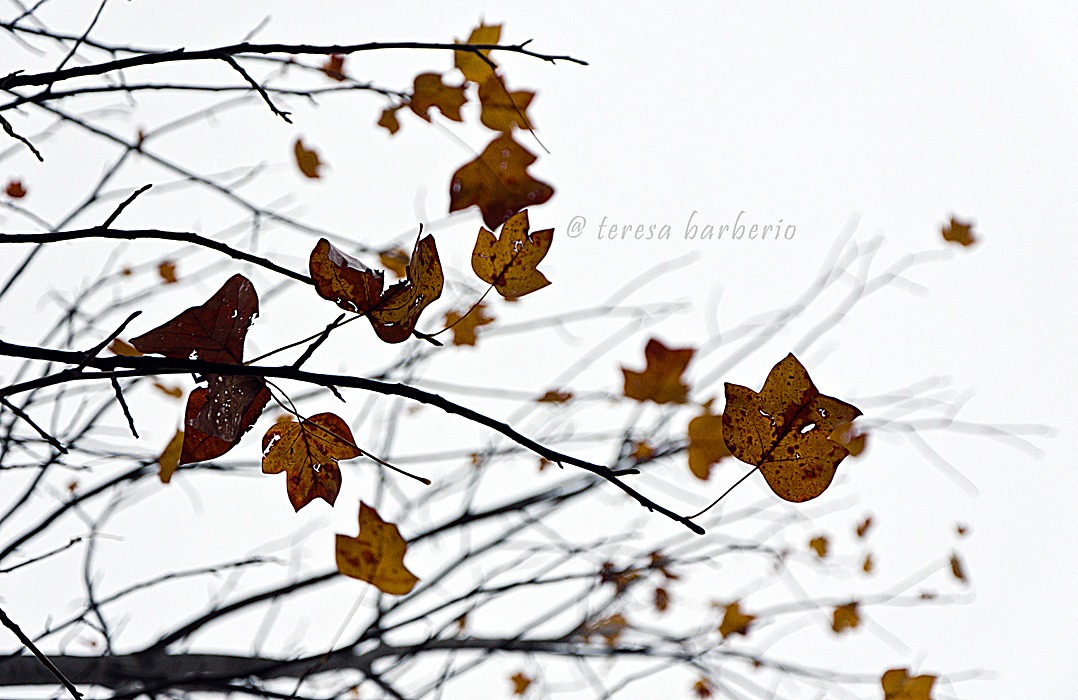 Impressions of autumn