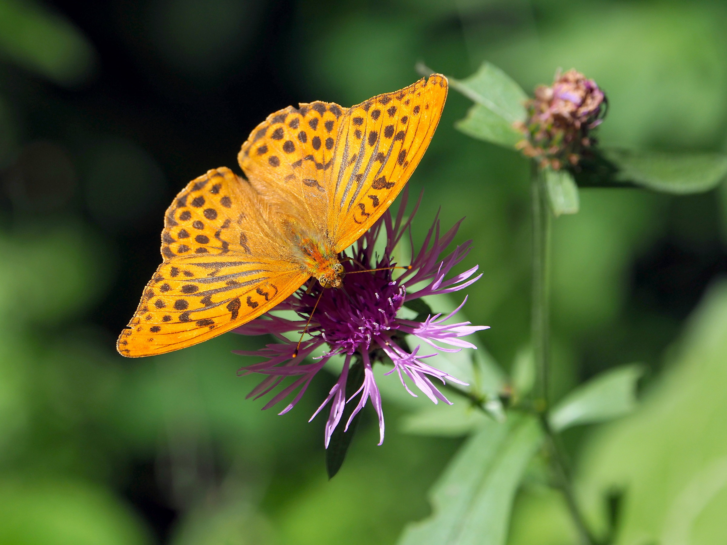 Argynnis Paphia